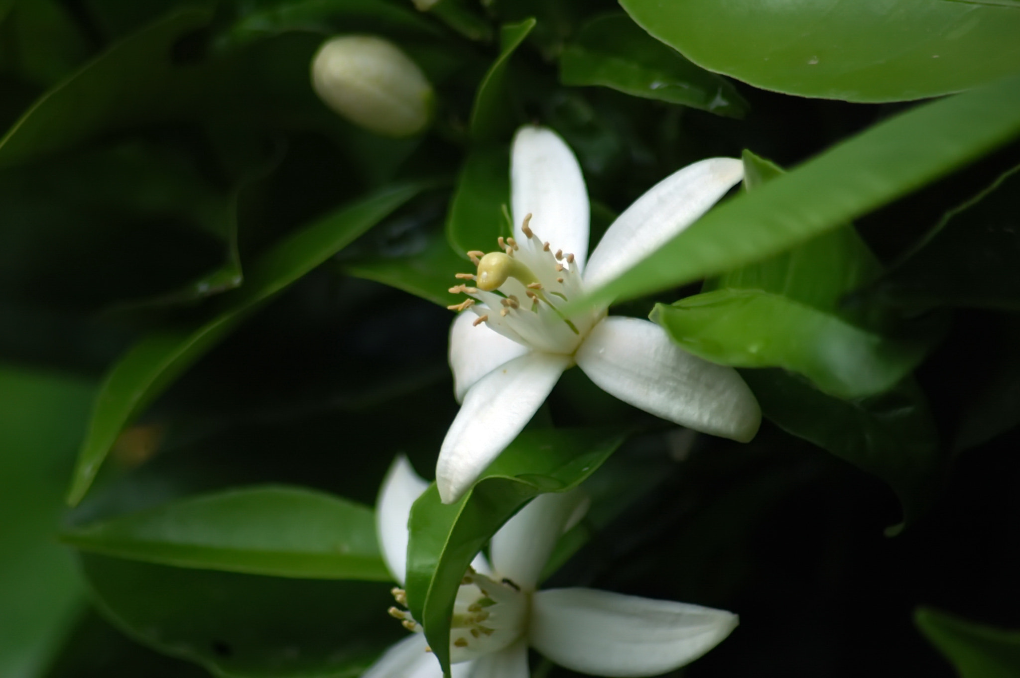 Nikon D70 + Sigma 70-300mm F4-5.6 APO Macro Super II sample photo. Blossom of an orange tree photography