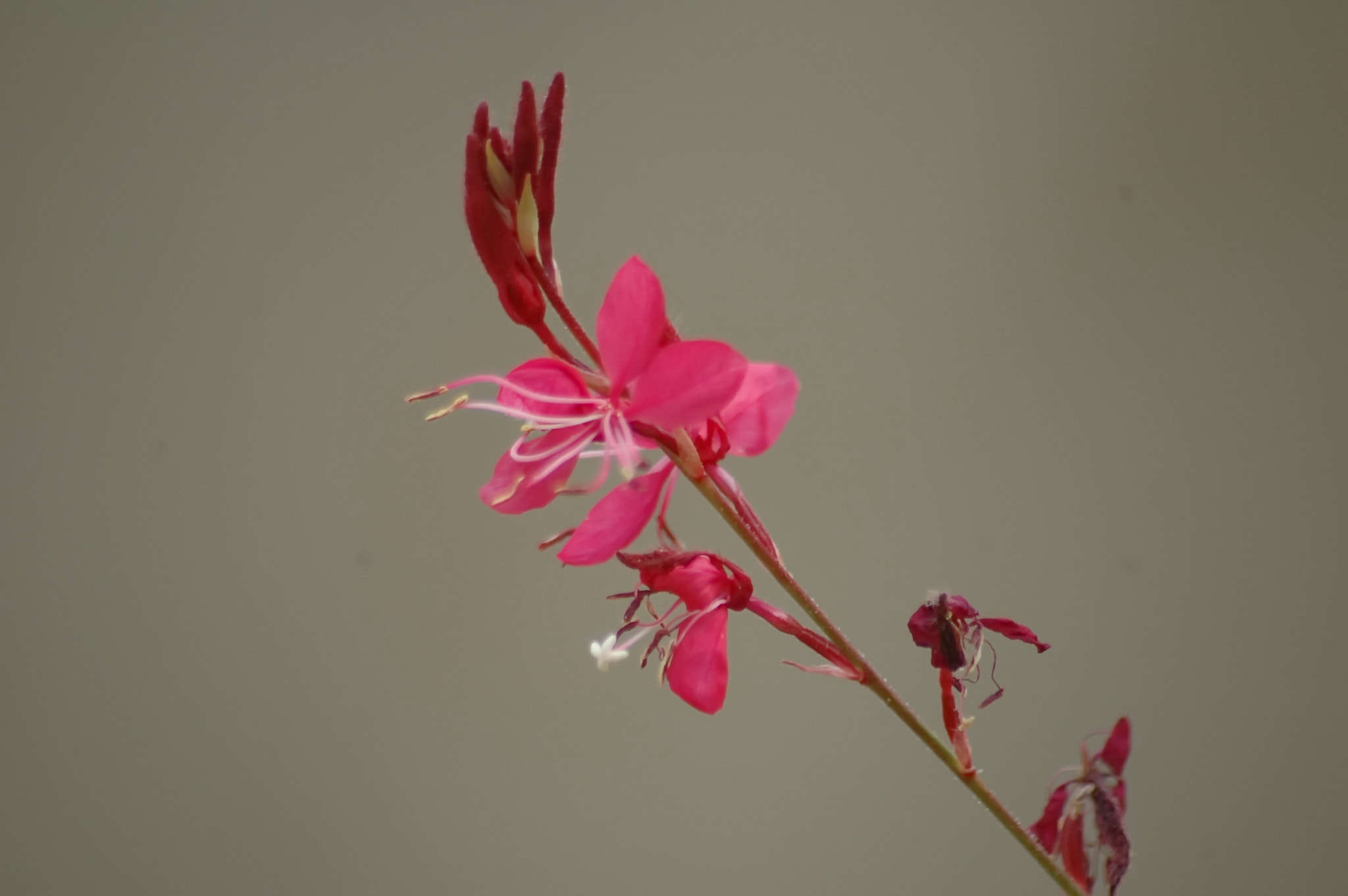 Nikon D70 + Sigma 70-300mm F4-5.6 APO Macro Super II sample photo. Gaura butterflies photography