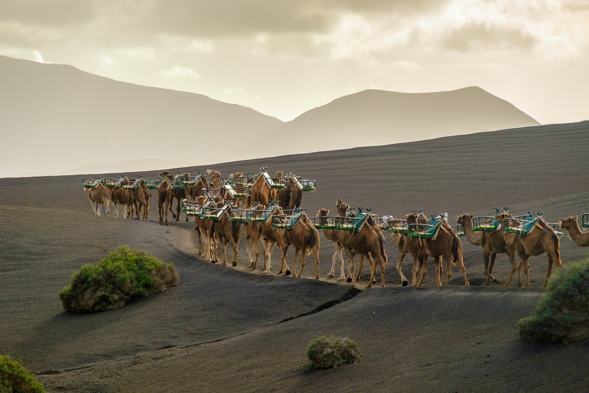 Fujifilm X-E2 + Fujifilm XF 18-135mm F3.5-5.6 R LM OIS WR sample photo. Camels at timanfaya national park (lanzarote, spain) photography