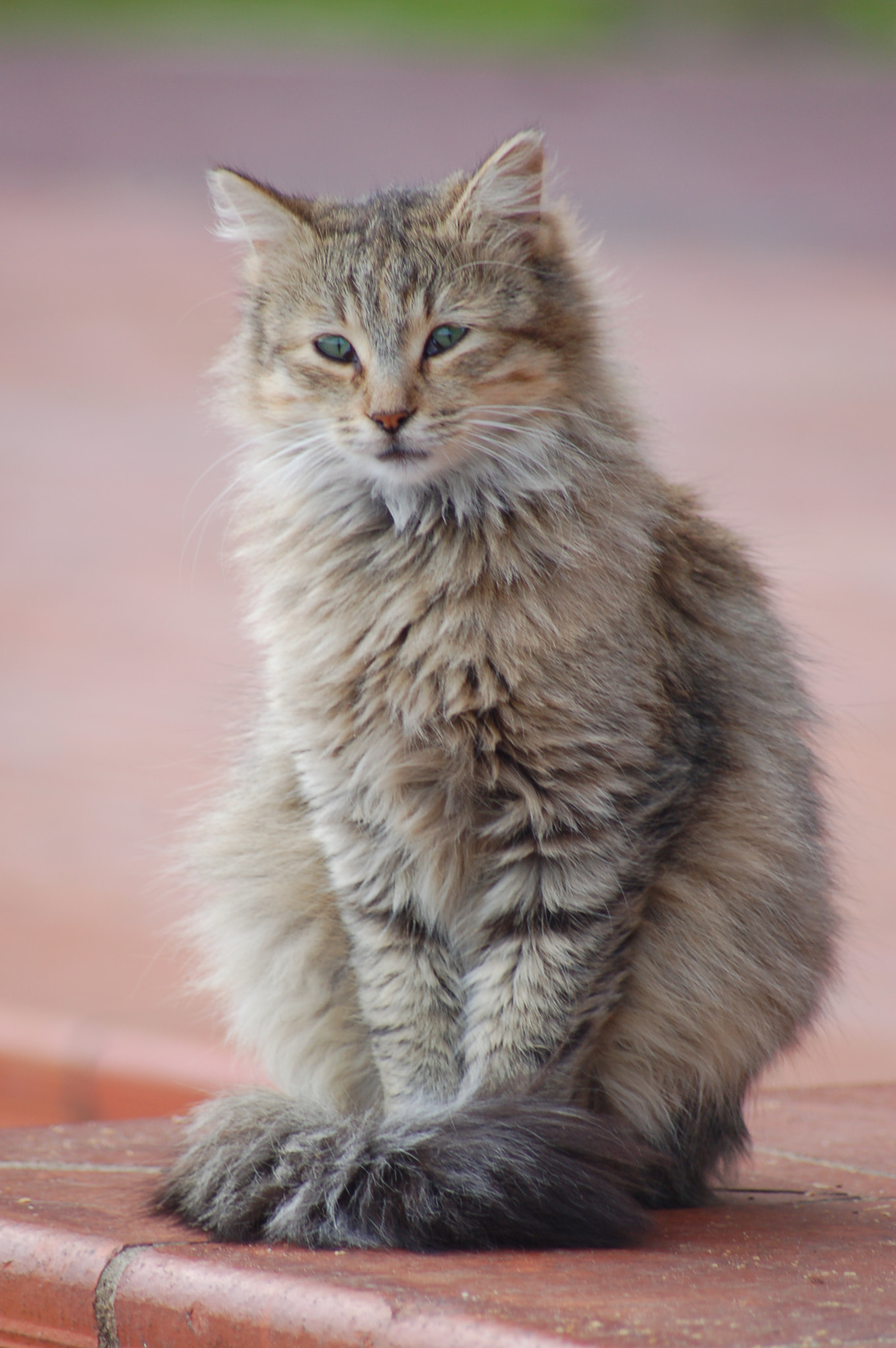 Nikon D50 + Sigma 70-300mm F4-5.6 APO Macro Super II sample photo. Cat portrait photography