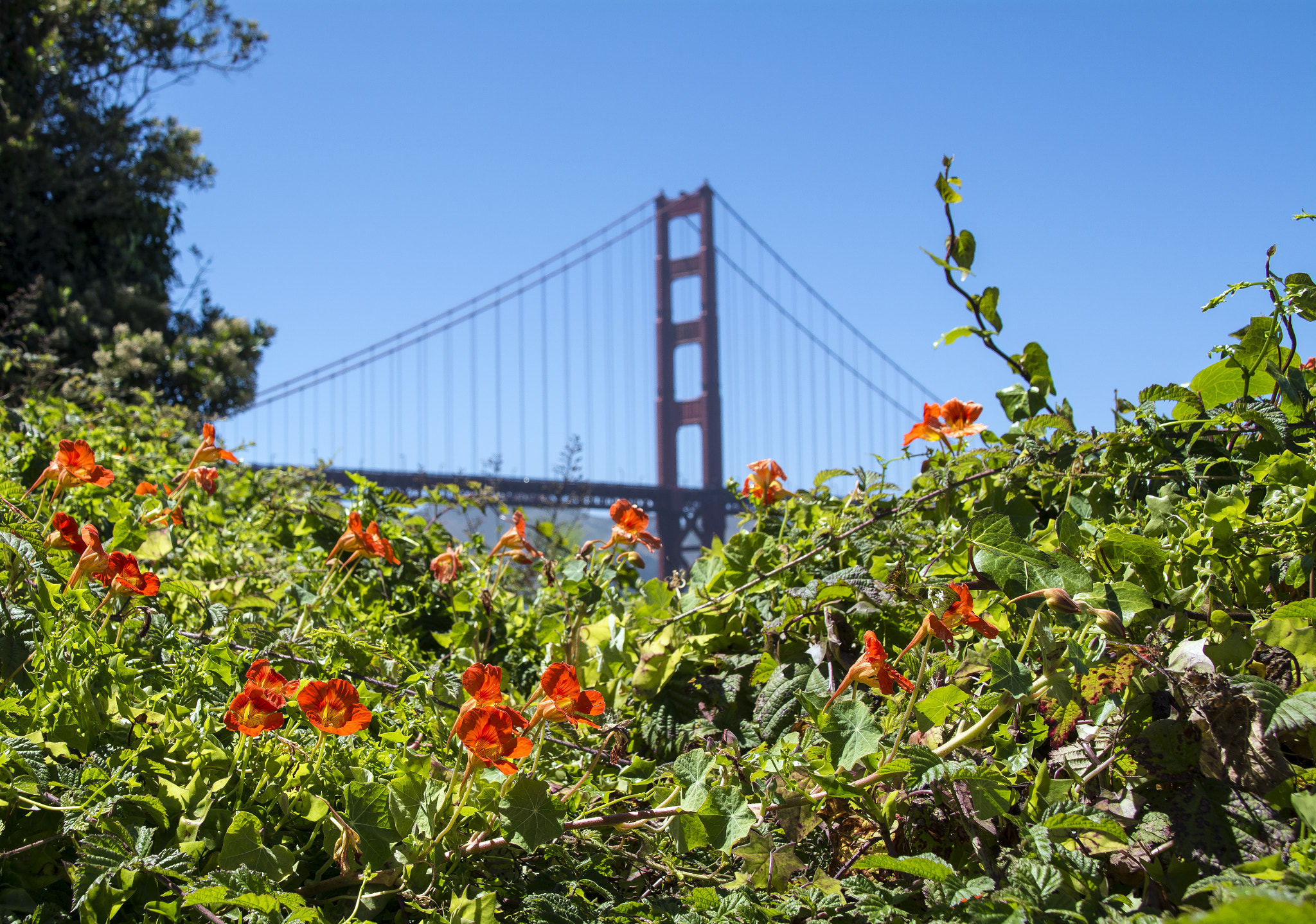 Sigma 28-300mm F3.5-6.3 DG Macro sample photo. The golden gate bridge photography