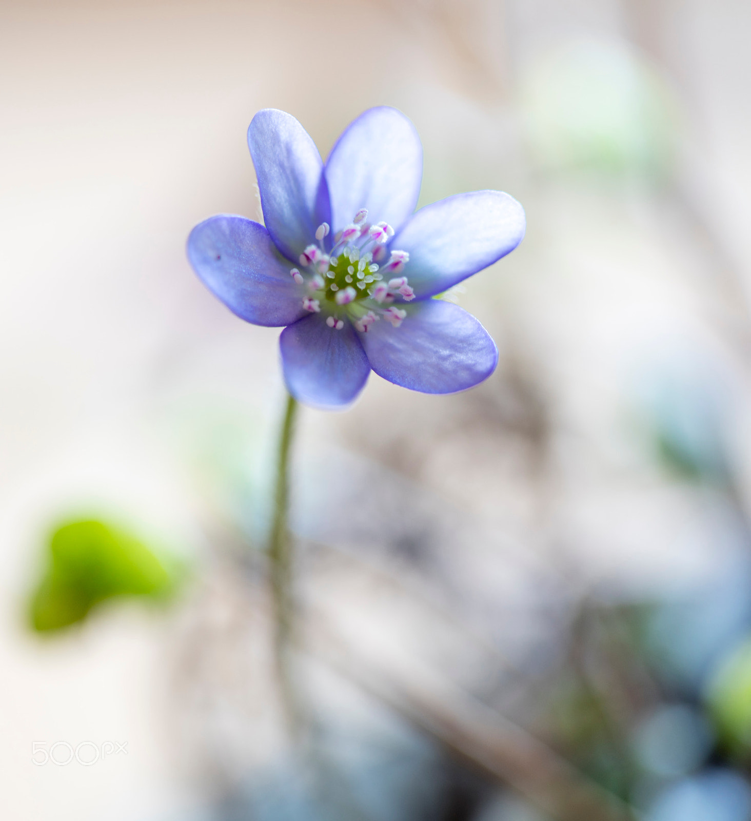 Canon EF 100mm F2.8 Macro USM sample photo. Liverleaf photography