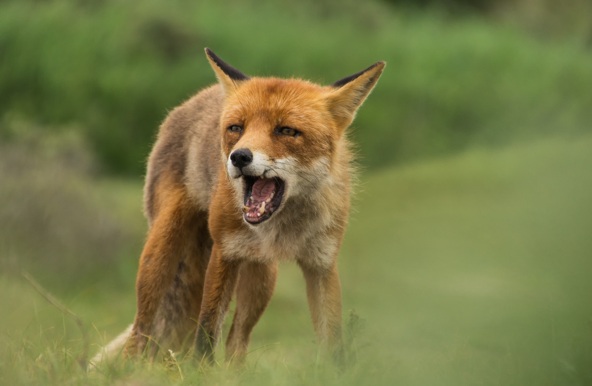 Sony SLT-A58 + DT 18-270mm F3.5-6.3 SSM sample photo. Red fox irritated photography