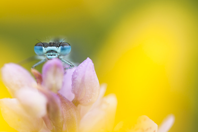 Sony Alpha DSLR-A700 + Sigma AF 105mm F2.8 EX [DG] Macro sample photo. Small world photography