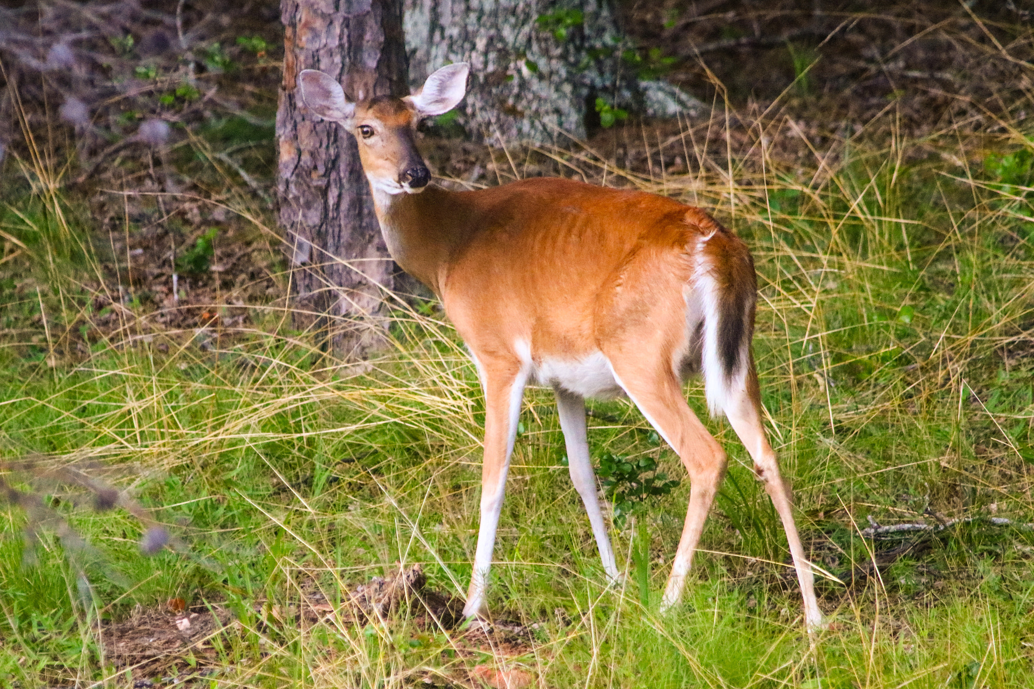 Canon EOS 760D (EOS Rebel T6s / EOS 8000D) + Canon 200-500mm sample photo. There he is with that camera photography