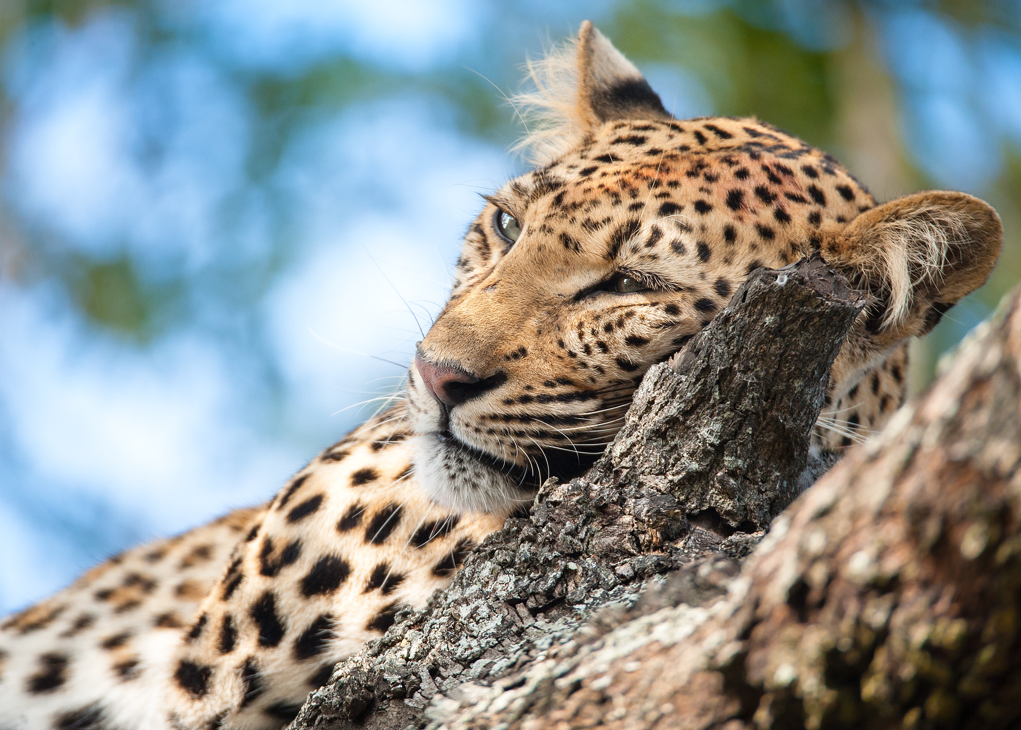 Sigma 150-600mm F5-6.3 DG OS HSM | S sample photo. Purrrfect pillow photography