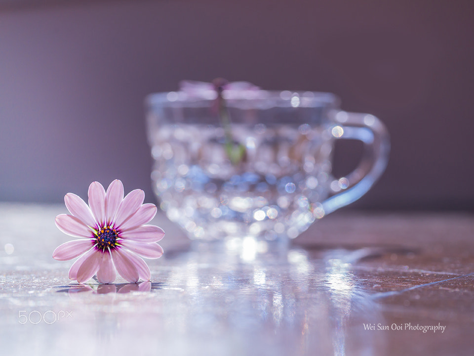 Panasonic Leica DG Macro-Elmarit 45mm F2.8 ASPH OIS sample photo. African daisy 04 photography