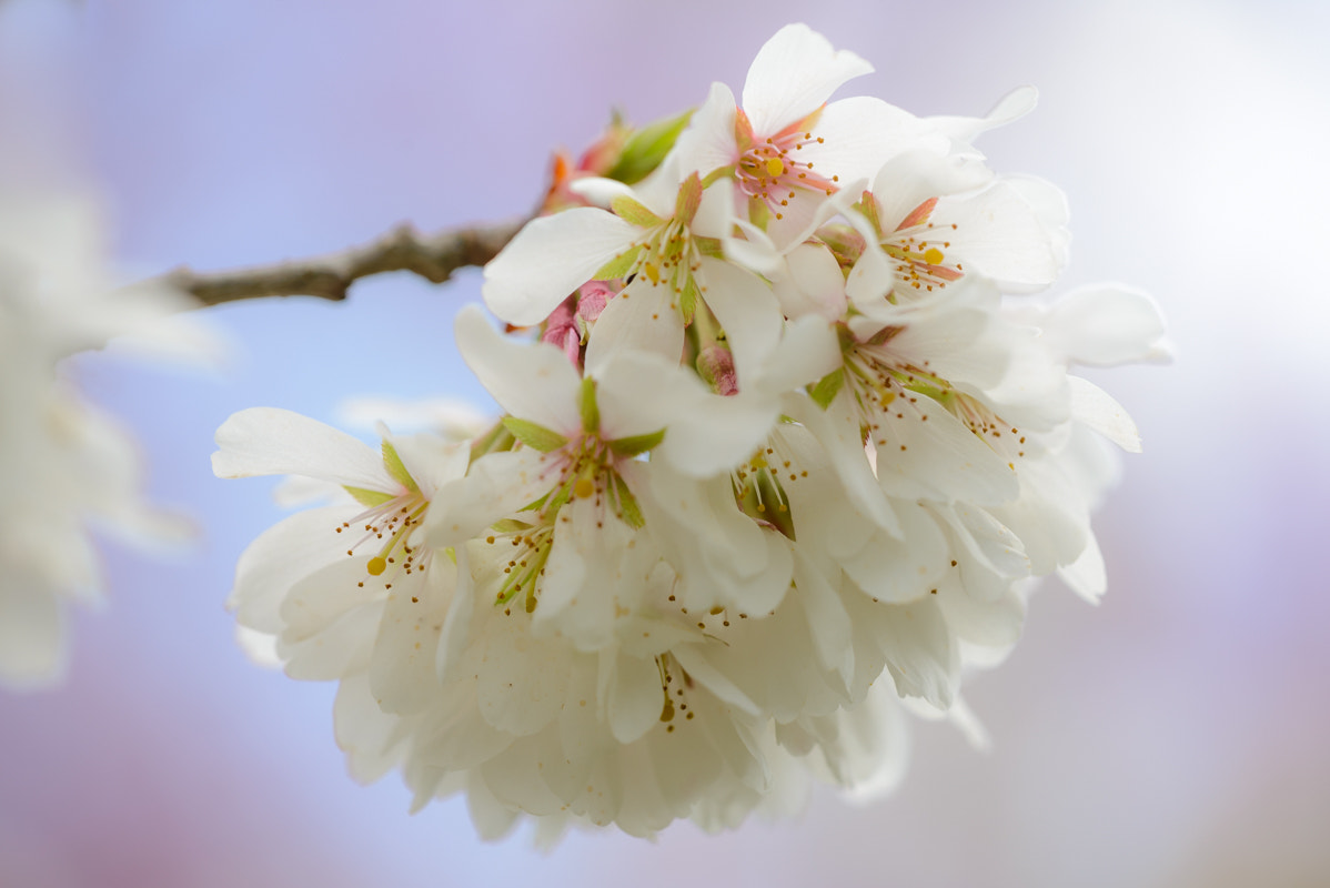 Sigma 150mm F2.8 EX DG Macro HSM sample photo. Spring blossoms photography