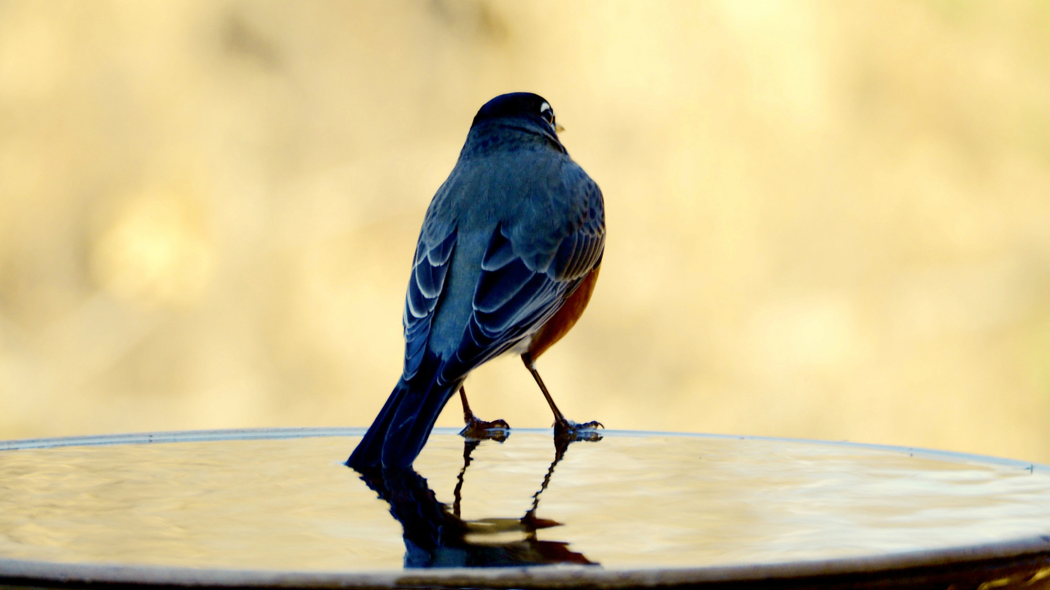 Olympus OM-D E-M10 sample photo. Robin at birdbath photography