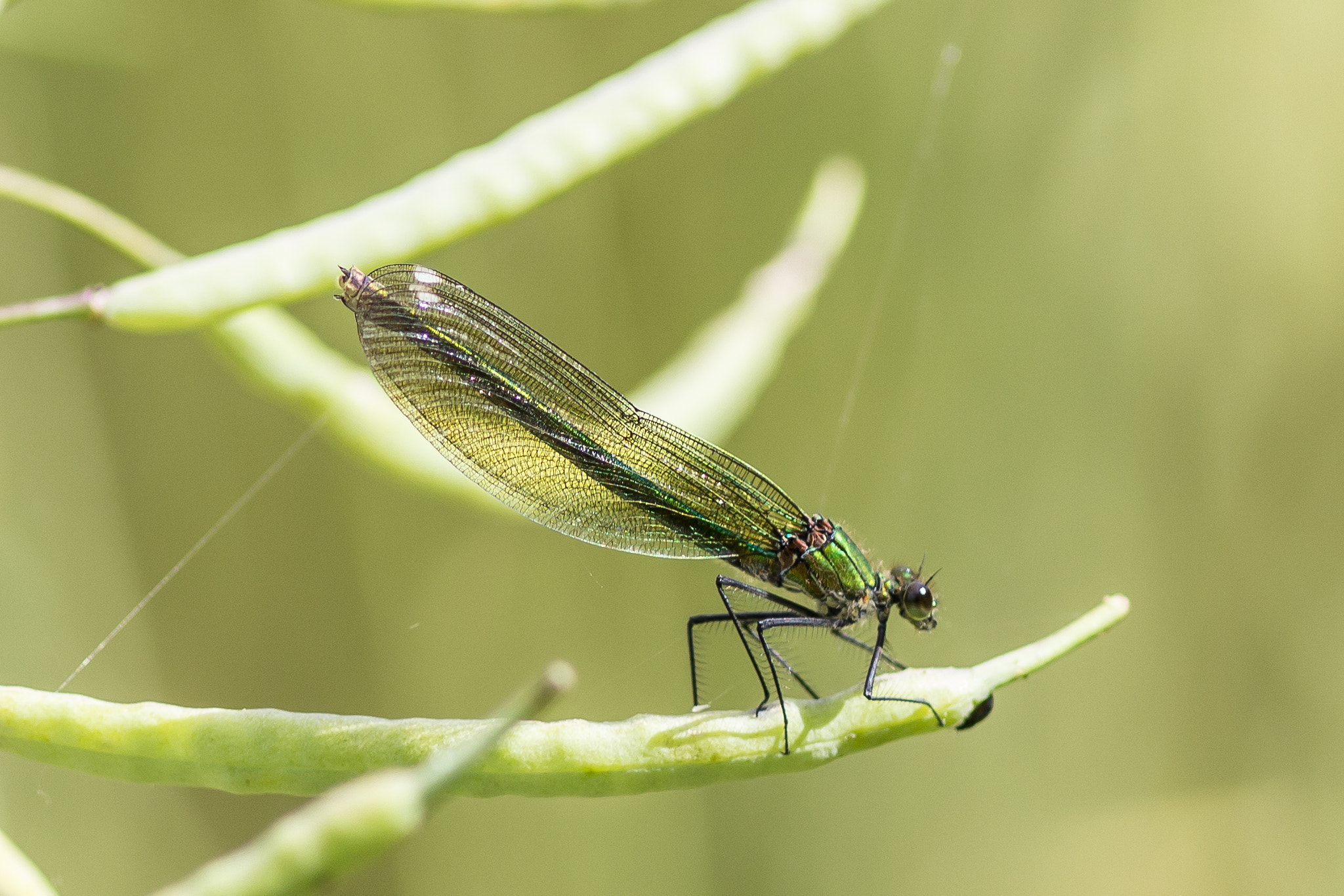 Canon EOS 600D (Rebel EOS T3i / EOS Kiss X5) + Canon EF 300mm F4L IS USM sample photo. Banded damselflies photography