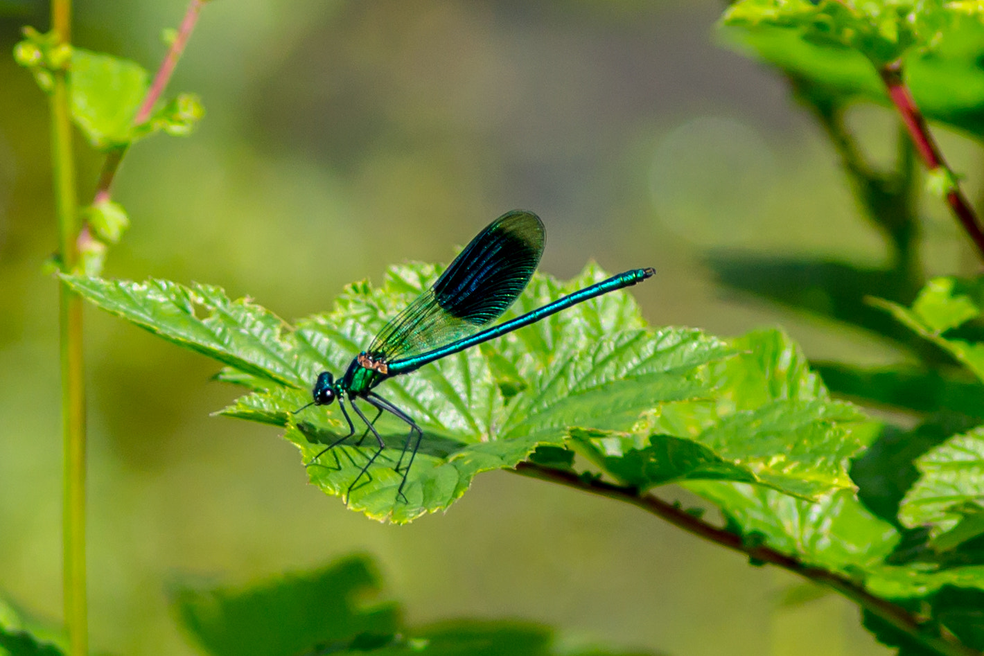 Canon EOS 600D (Rebel EOS T3i / EOS Kiss X5) + Canon EF 300mm F4L IS USM sample photo. Banded damselflies photography