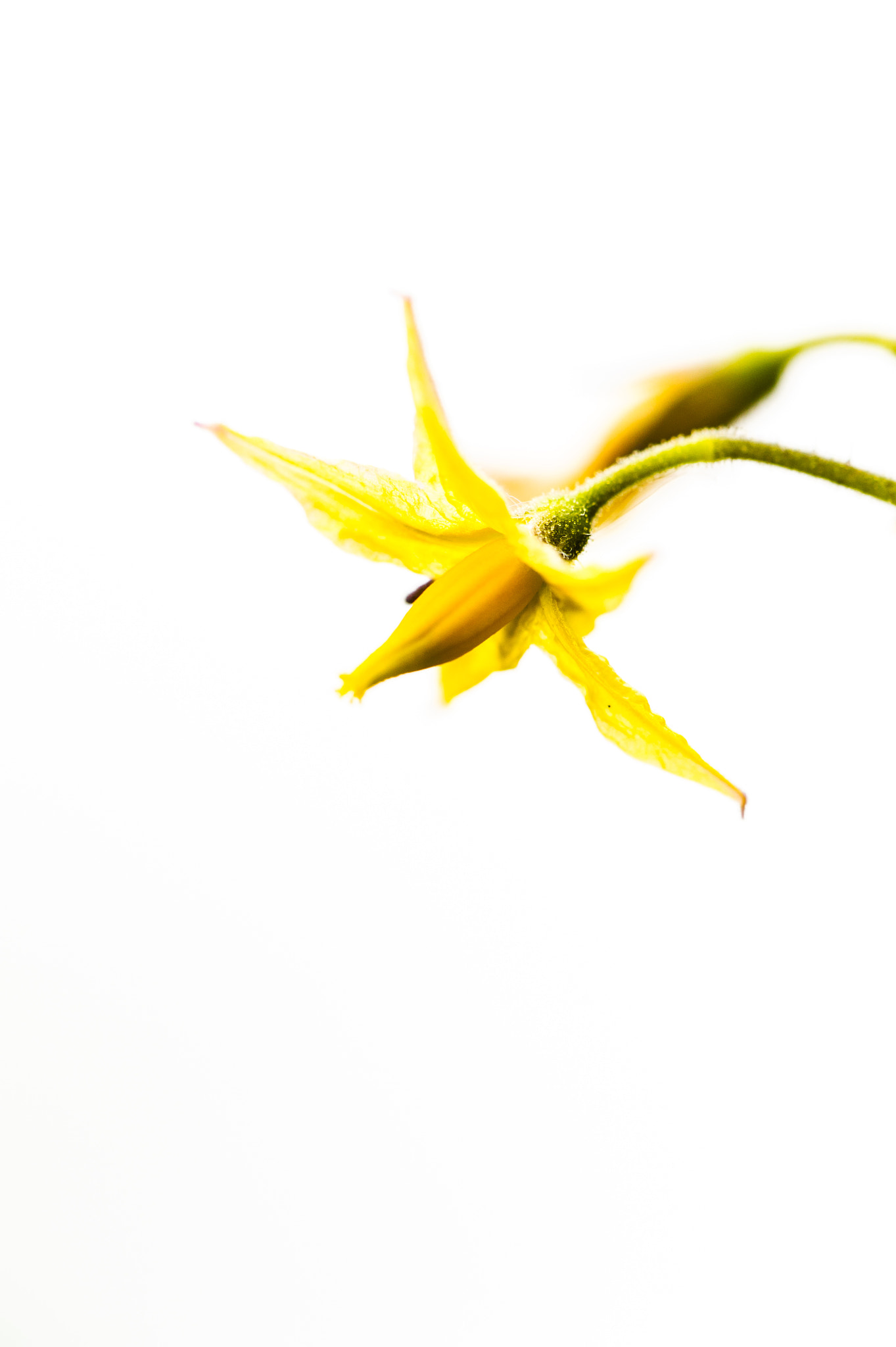 Sigma 150mm F2.8 EX DG Macro HSM sample photo. One pounder photography