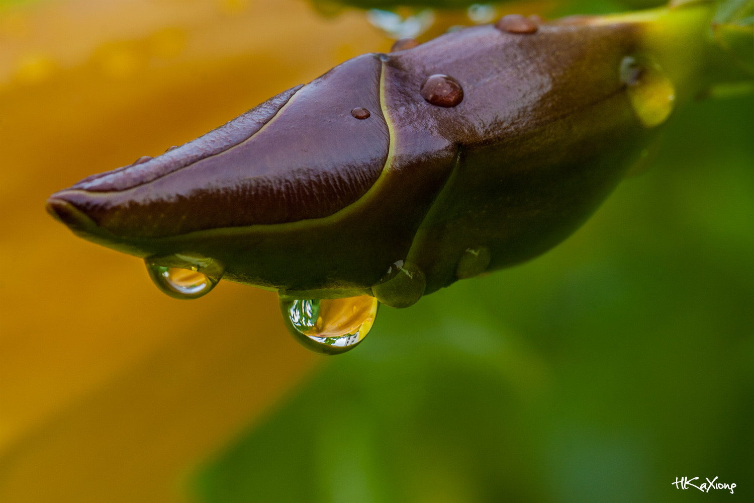 Canon EF-S 60mm F2.8 Macro USM sample photo. Water drops photography