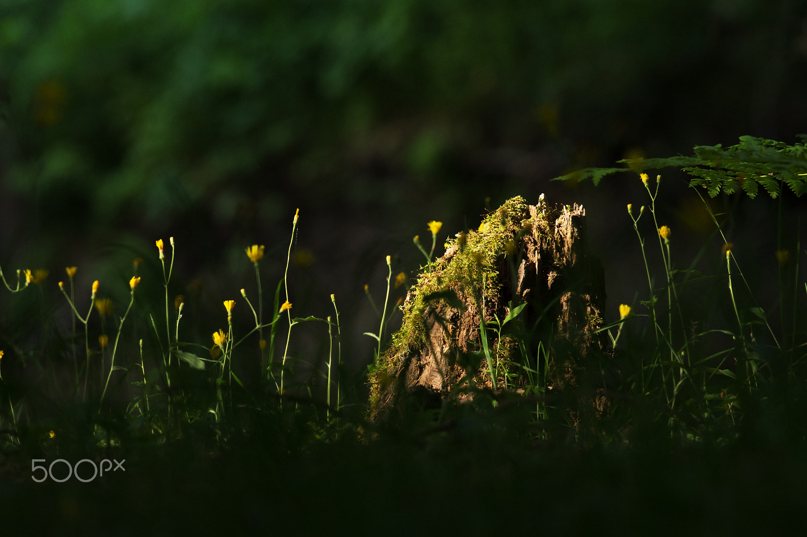 Nikon D4 + Nikon AF-S Nikkor 300mm F4D ED-IF sample photo. Souche photography