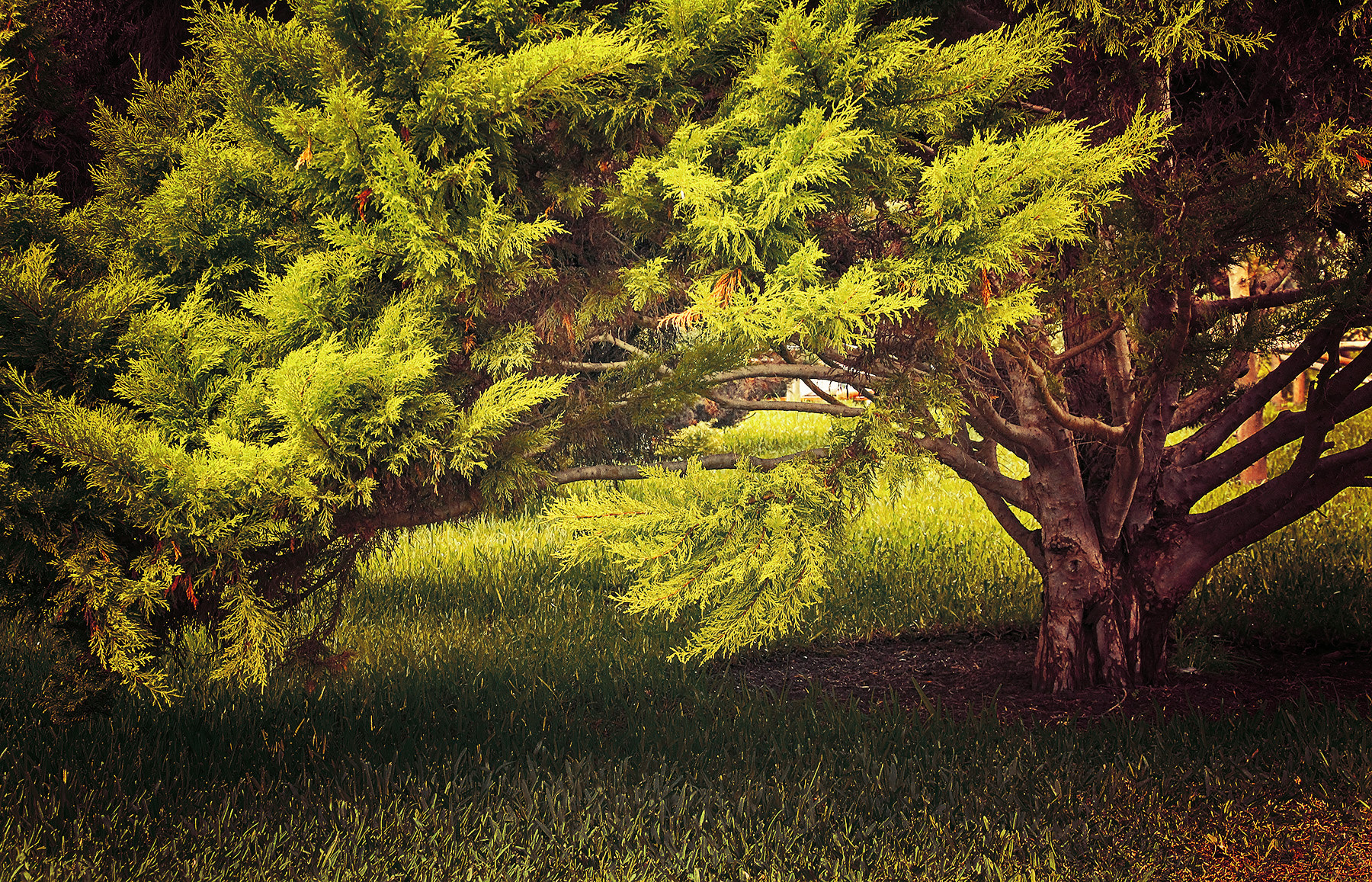 Canon EF 28-135mm F3.5-5.6 IS USM sample photo. Into the woods photography