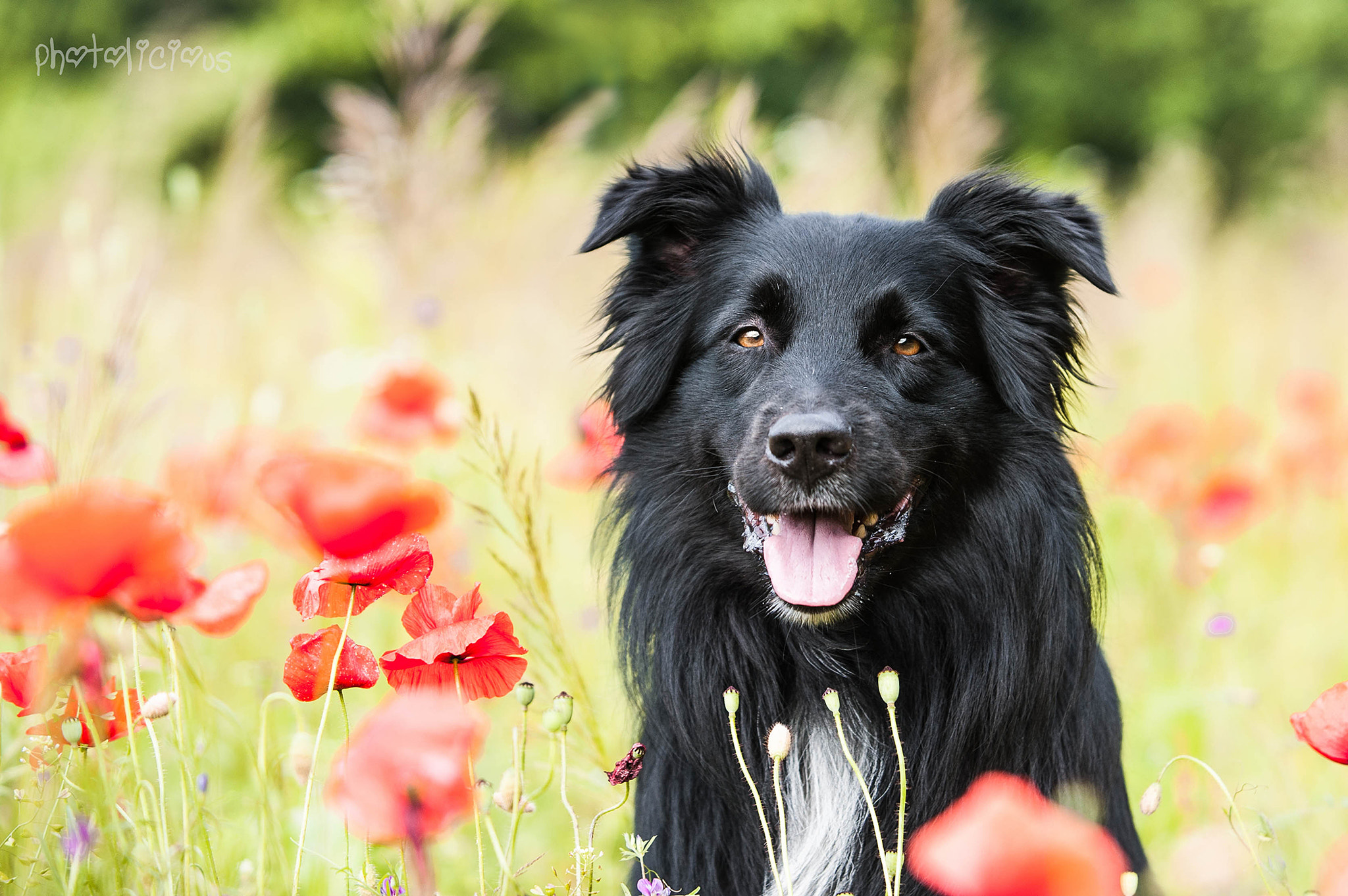AF-S Zoom-Nikkor 80-200mm f/2.8D IF-ED sample photo. Loki - avatara's sanctuary in black photography
