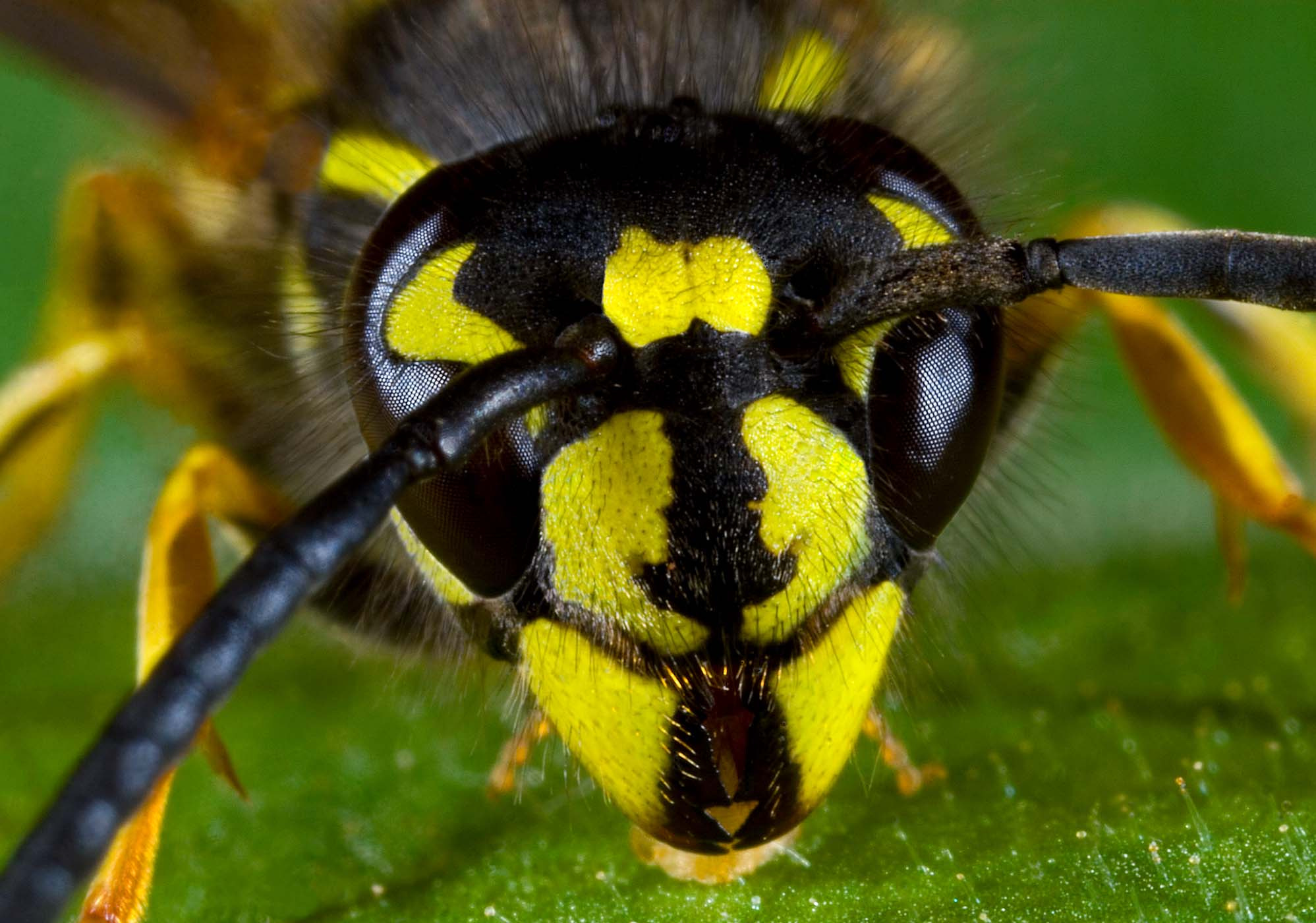 Canon MP-E 65mm F2.5 1-5x Macro Photo sample photo. The wasp photography