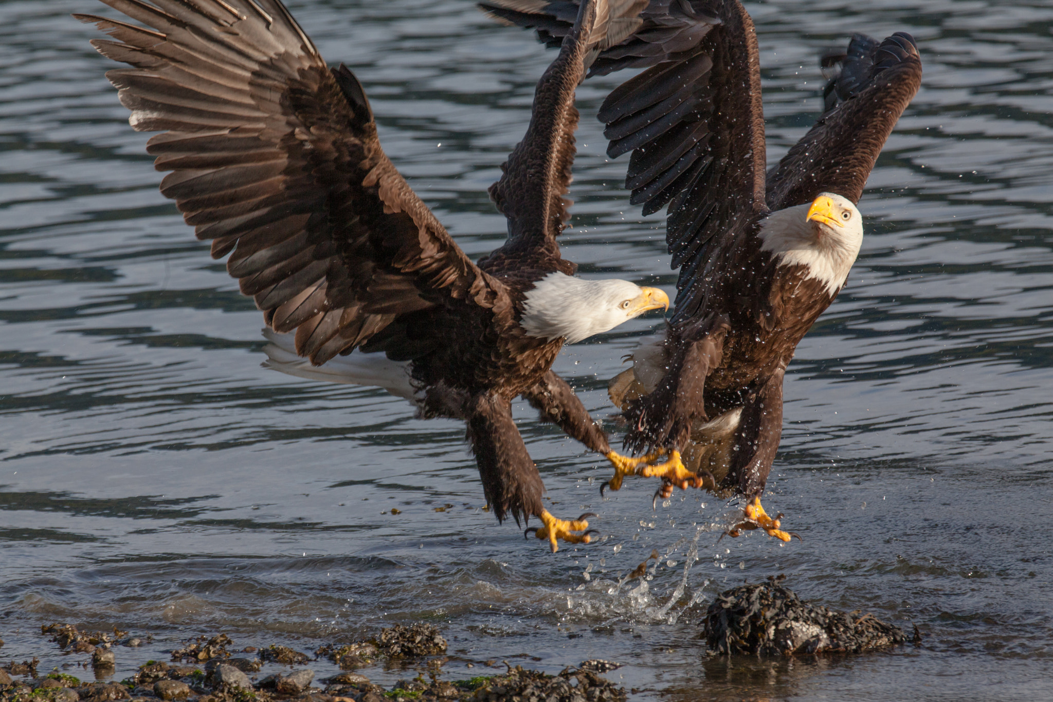 Canon EF 70-200mm F2.8L IS II USM sample photo. The fight is on photography