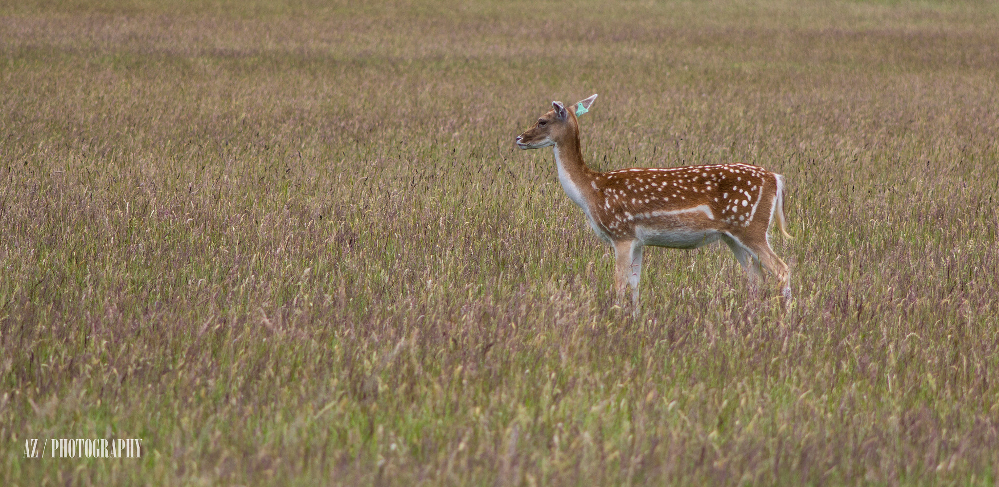 Canon EF 90-300mm F4.5-5.6 sample photo. Phoenix park deer photography