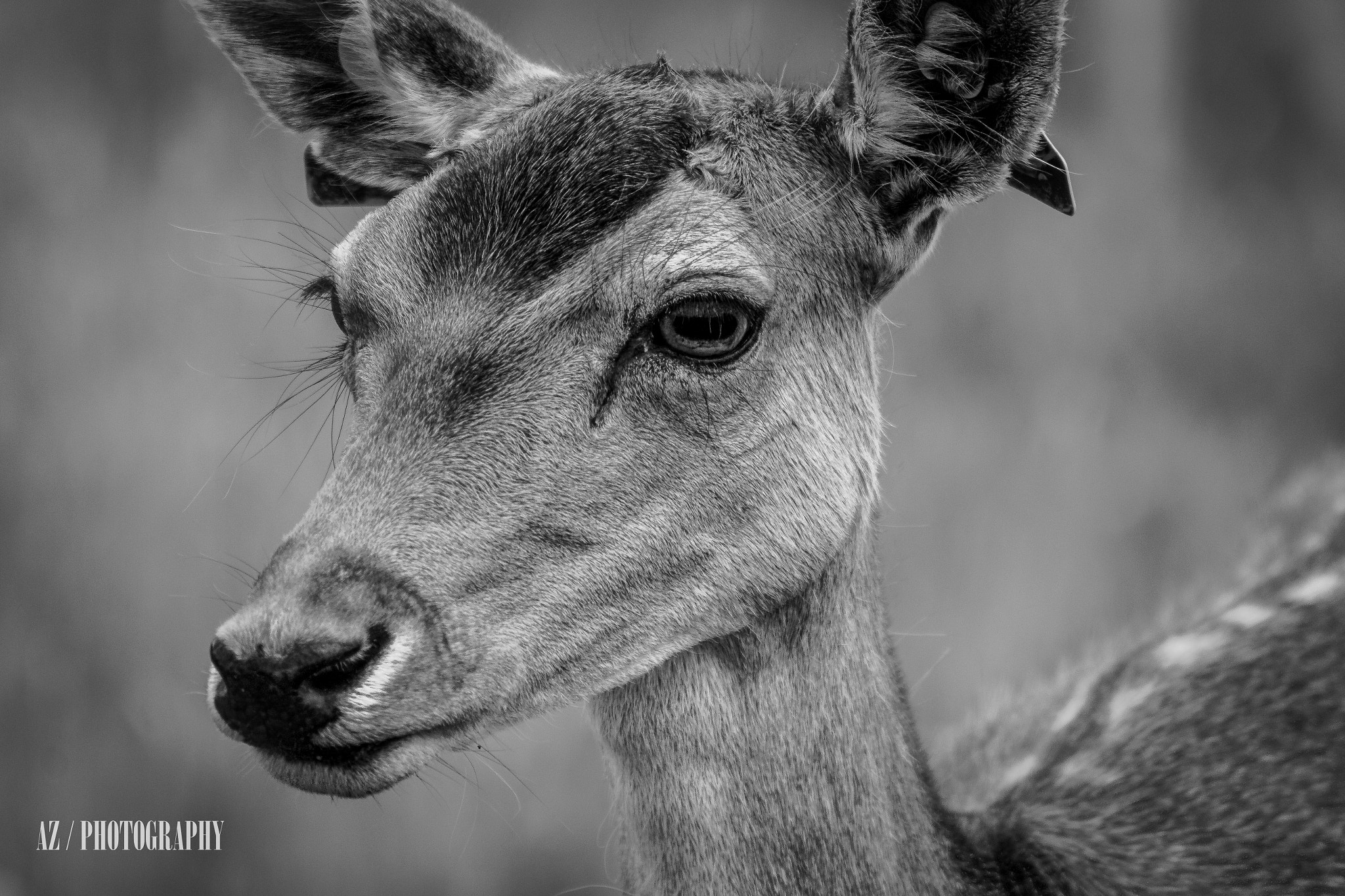 Canon EF 90-300mm F4.5-5.6 sample photo. Phoenix park deer photography