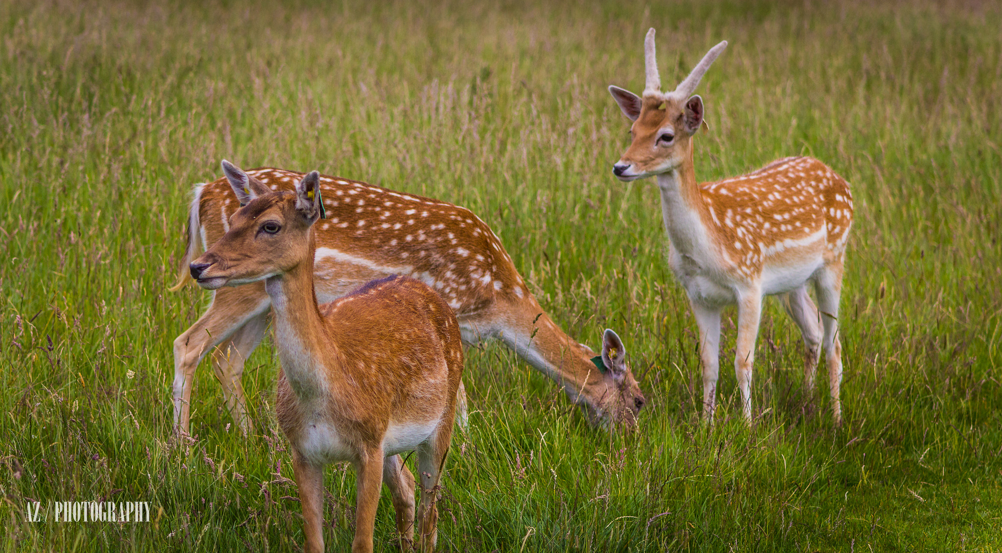 Canon EF 90-300mm F4.5-5.6 sample photo. Phoenix park deer photography