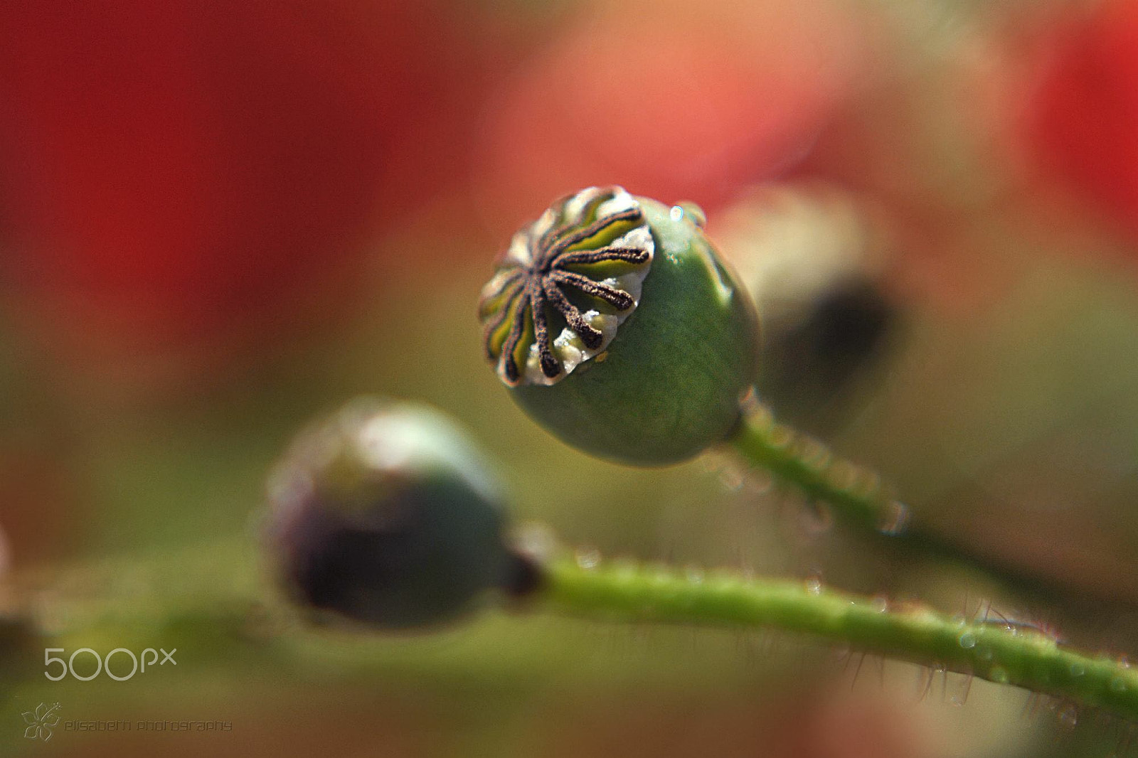 Nikon AF-S Micro-Nikkor 60mm F2.8G ED sample photo. Action may not bring happiness, but there's no happiness without action. photography