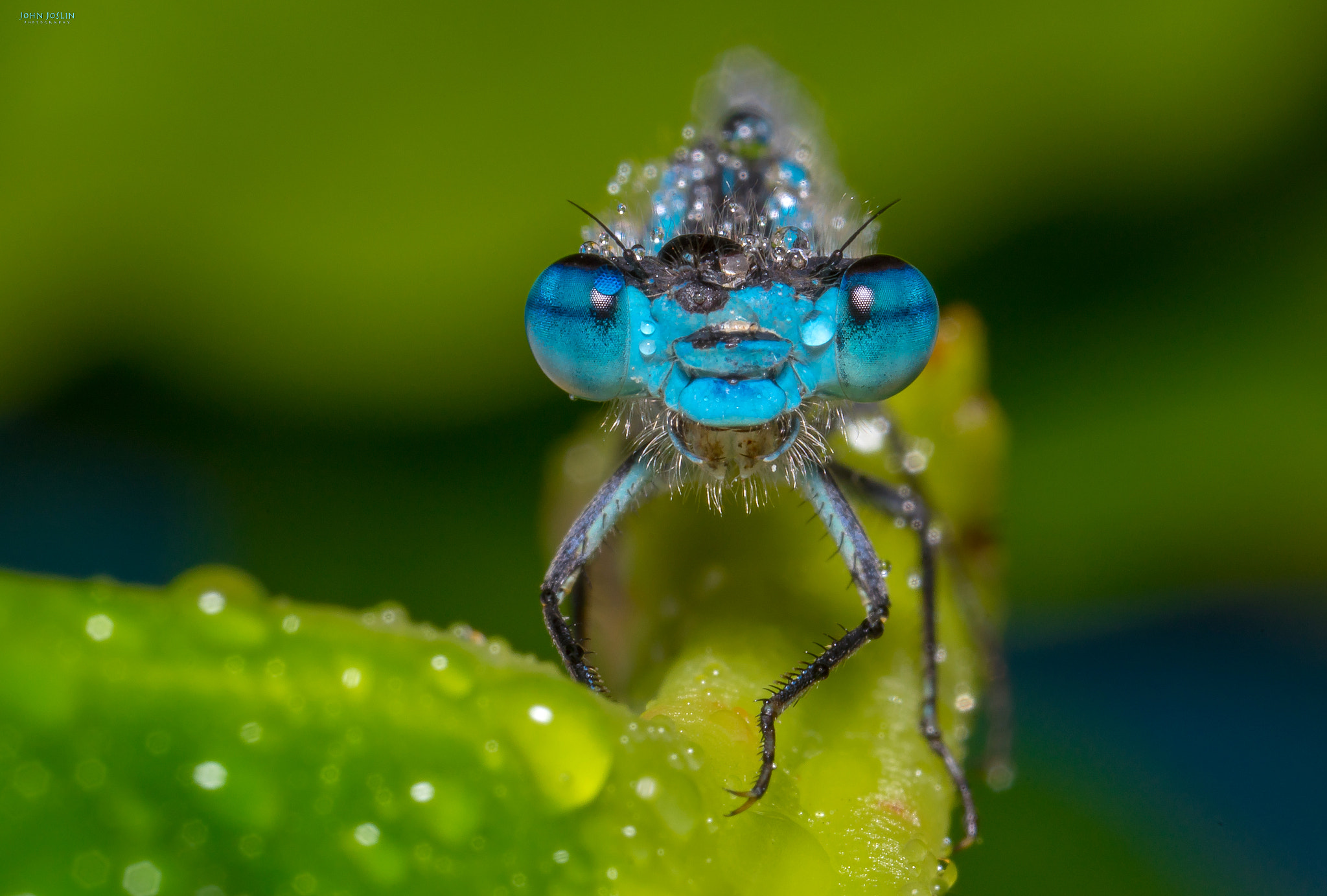 Canon MP-E 65mm F2.5 1-5x Macro Photo sample photo. Damselfly photography