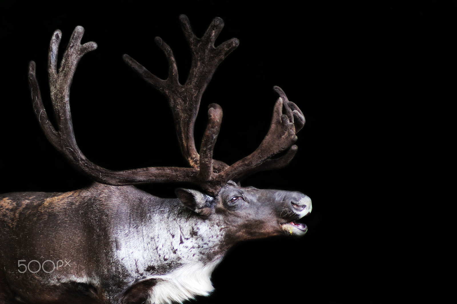 Canon EOS M + Canon EF 50mm F1.8 STM sample photo. Sven, the reindeer photography