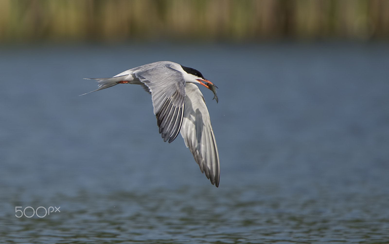 Nikon D600 sample photo. Double catch (dual display) photography