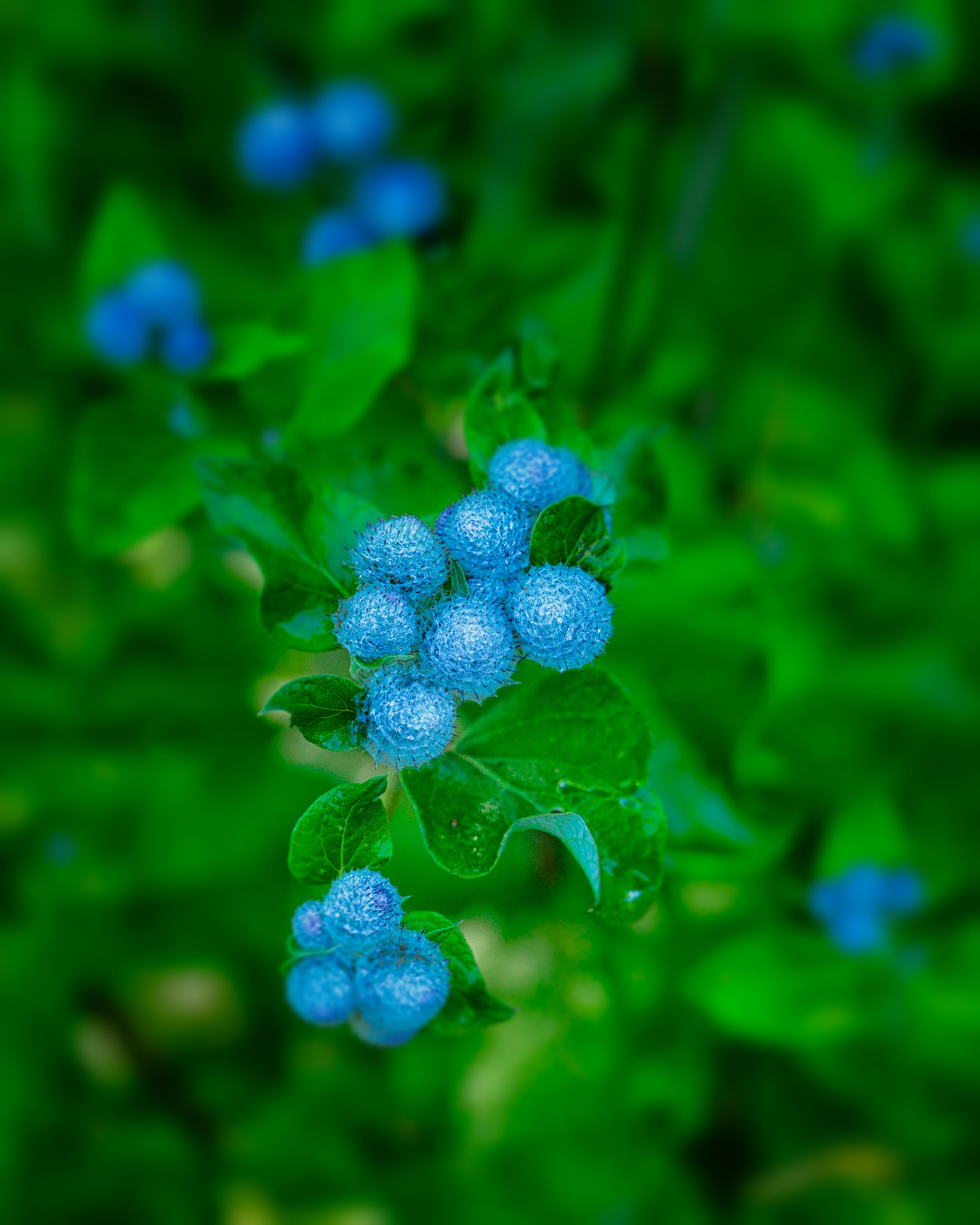 Hasselblad H5D-50c sample photo. Blue thistle-balls in green photography