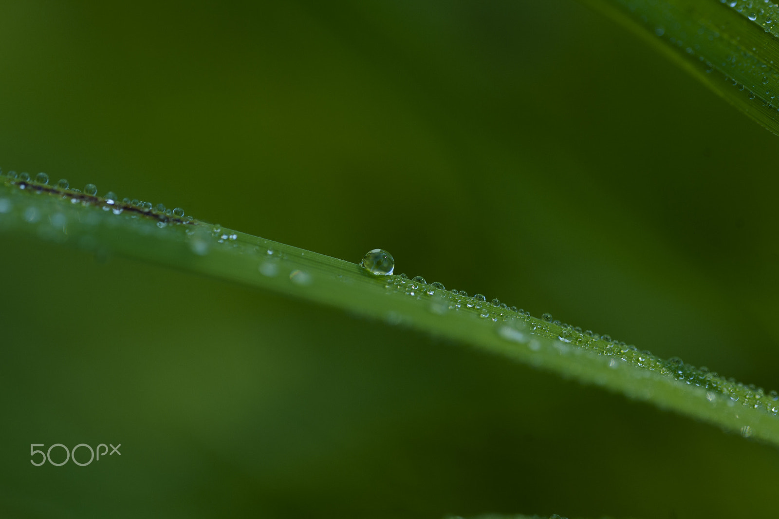 Nikon D4 sample photo. Water drop on the leaf photography