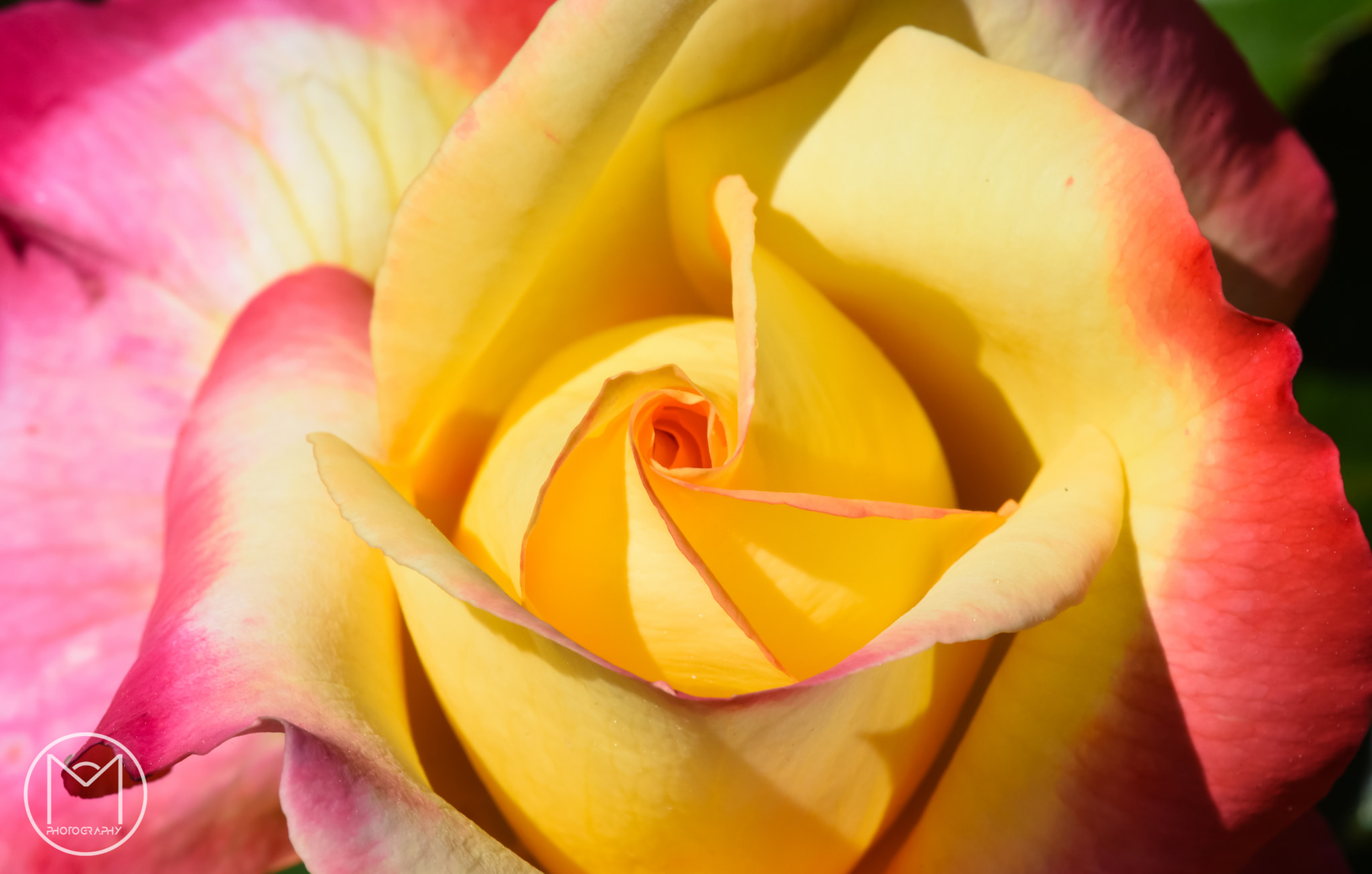 Nikon D750 + Nikon AF Micro-Nikkor 200mm F4D ED-IF sample photo. Spiral rose photography