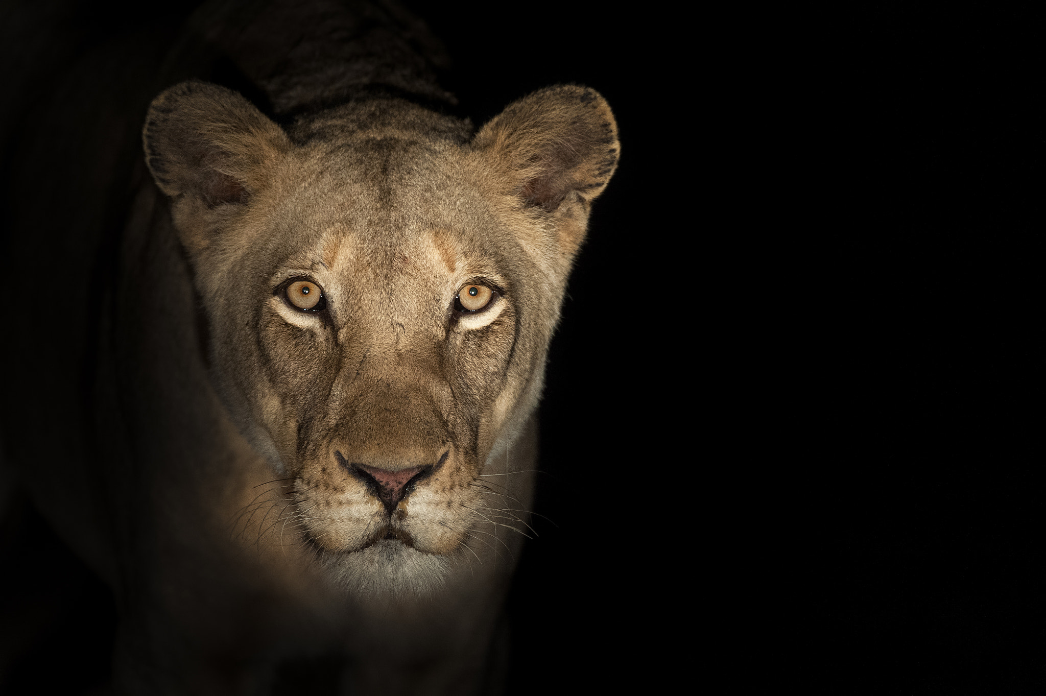 Nikon D3 sample photo. Ghostly lion photography