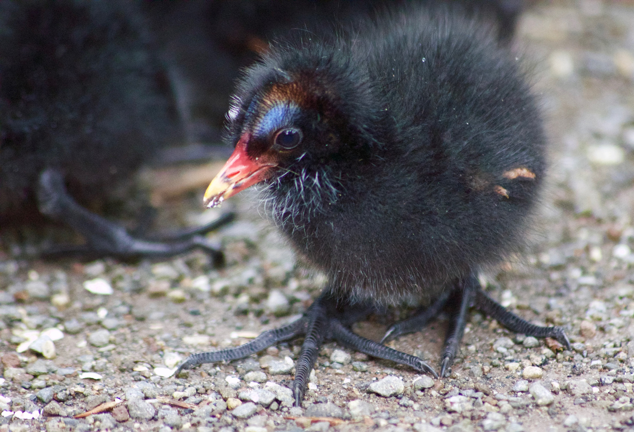 Canon EOS 650D (EOS Rebel T4i / EOS Kiss X6i) sample photo. Little moorhen baby photography