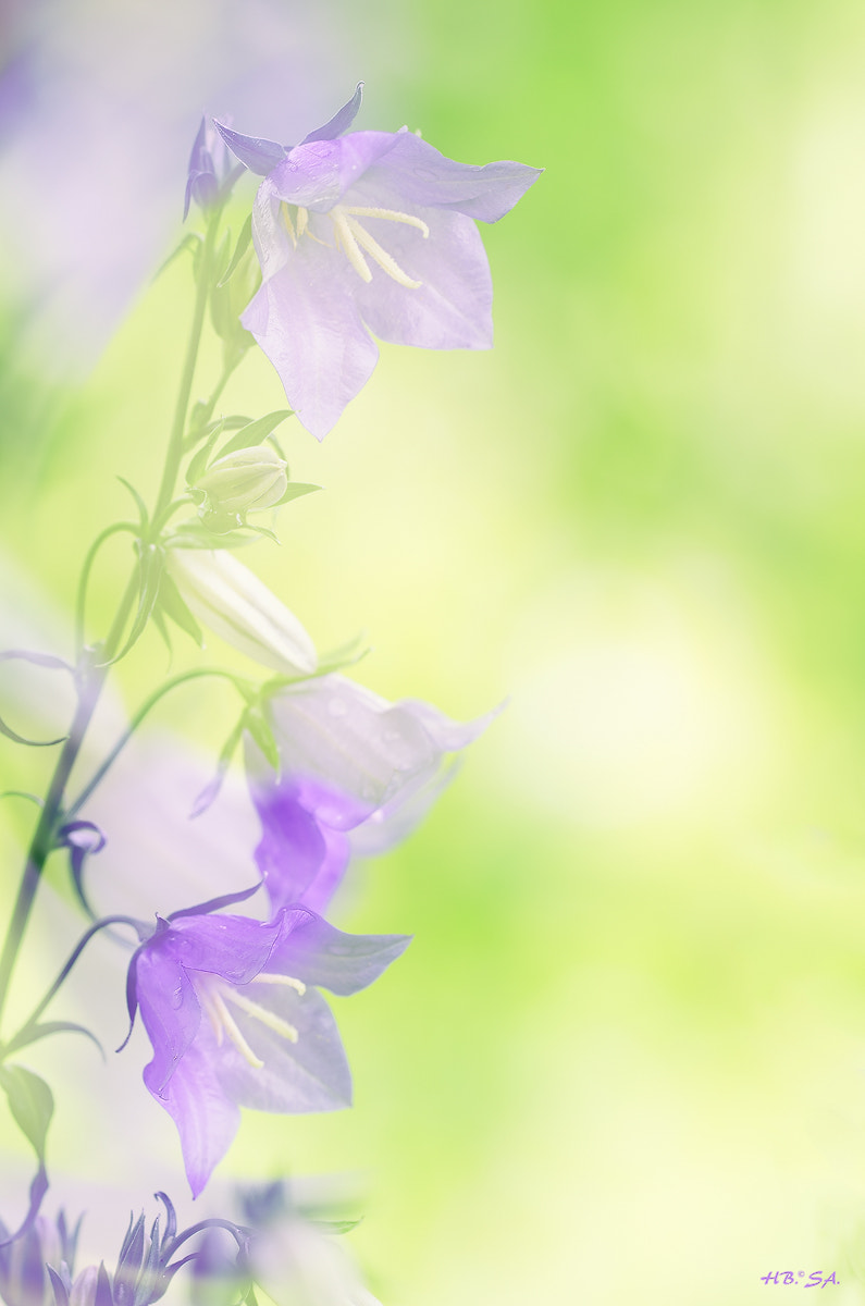 Sigma 150mm F2.8 EX DG OS Macro HSM sample photo. Glockenblume photography