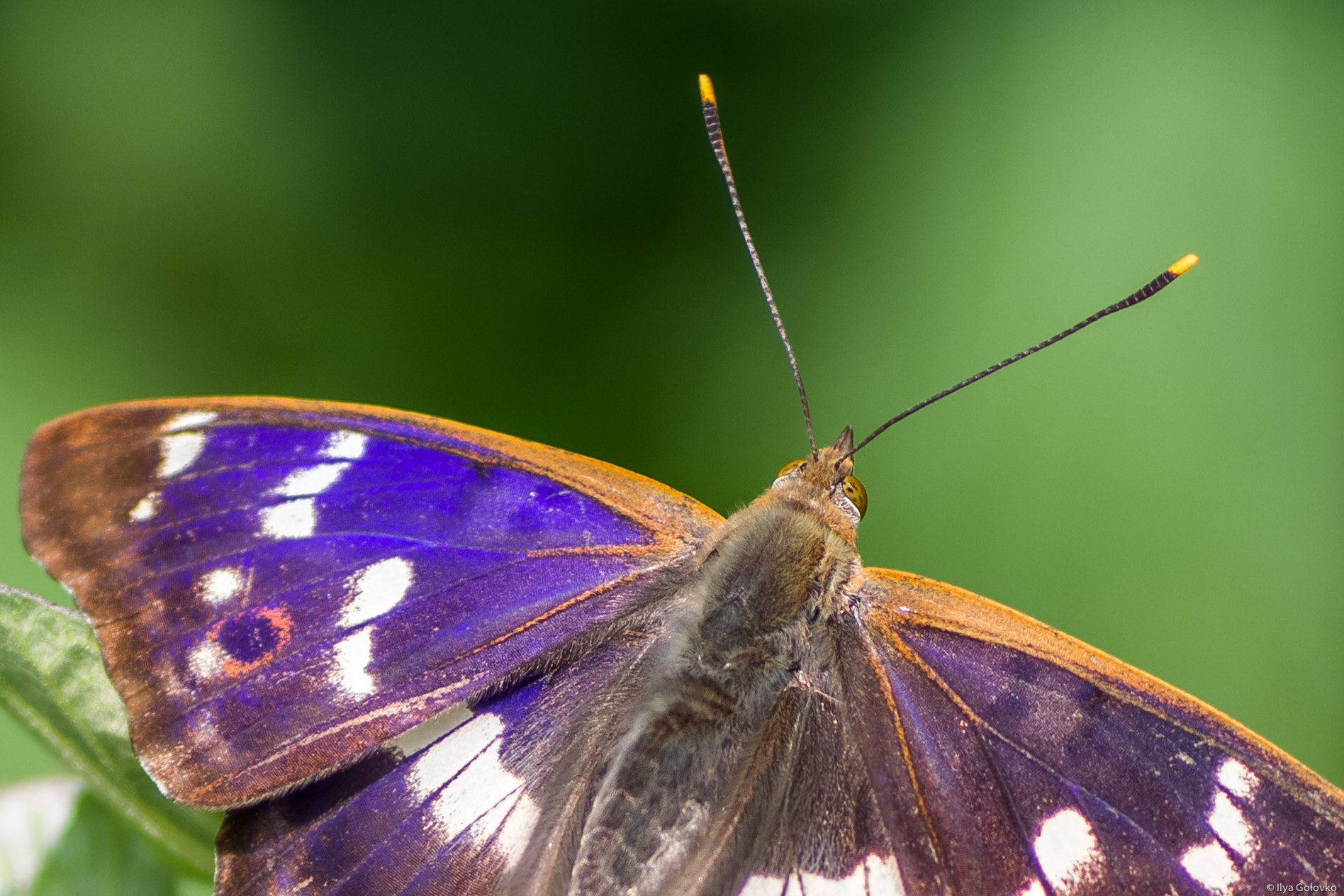 Pentax K-S2 sample photo. A butterfly photography