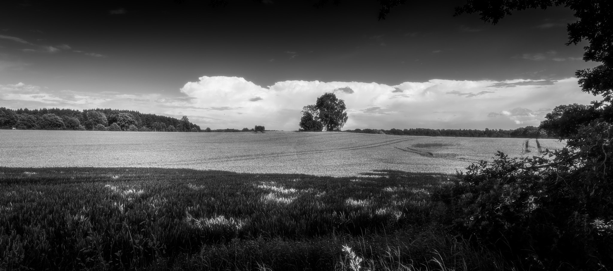Canon EF 24-70mm F2.8L II USM sample photo. Lonely tree photography