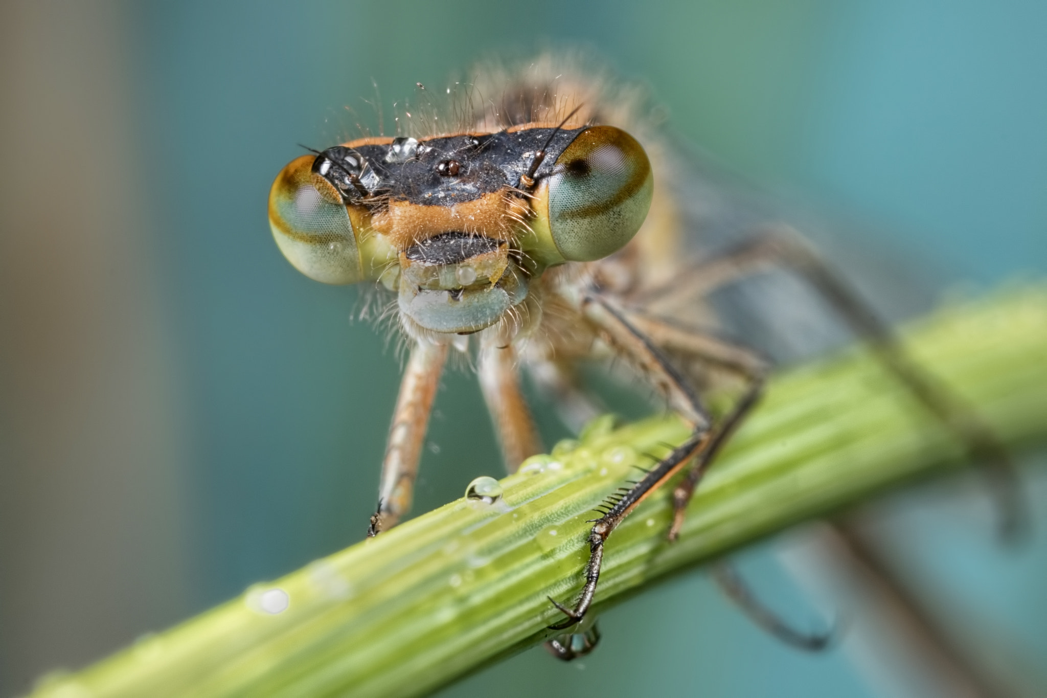 Canon MP-E 65mm F2.5 1-5x Macro Photo sample photo. Stem rider photography