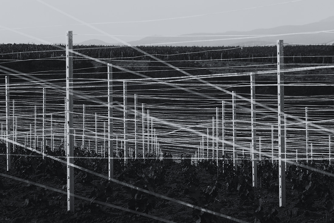 Canon EF 70-200mm F4L IS USM sample photo. Vineyard near eger photography