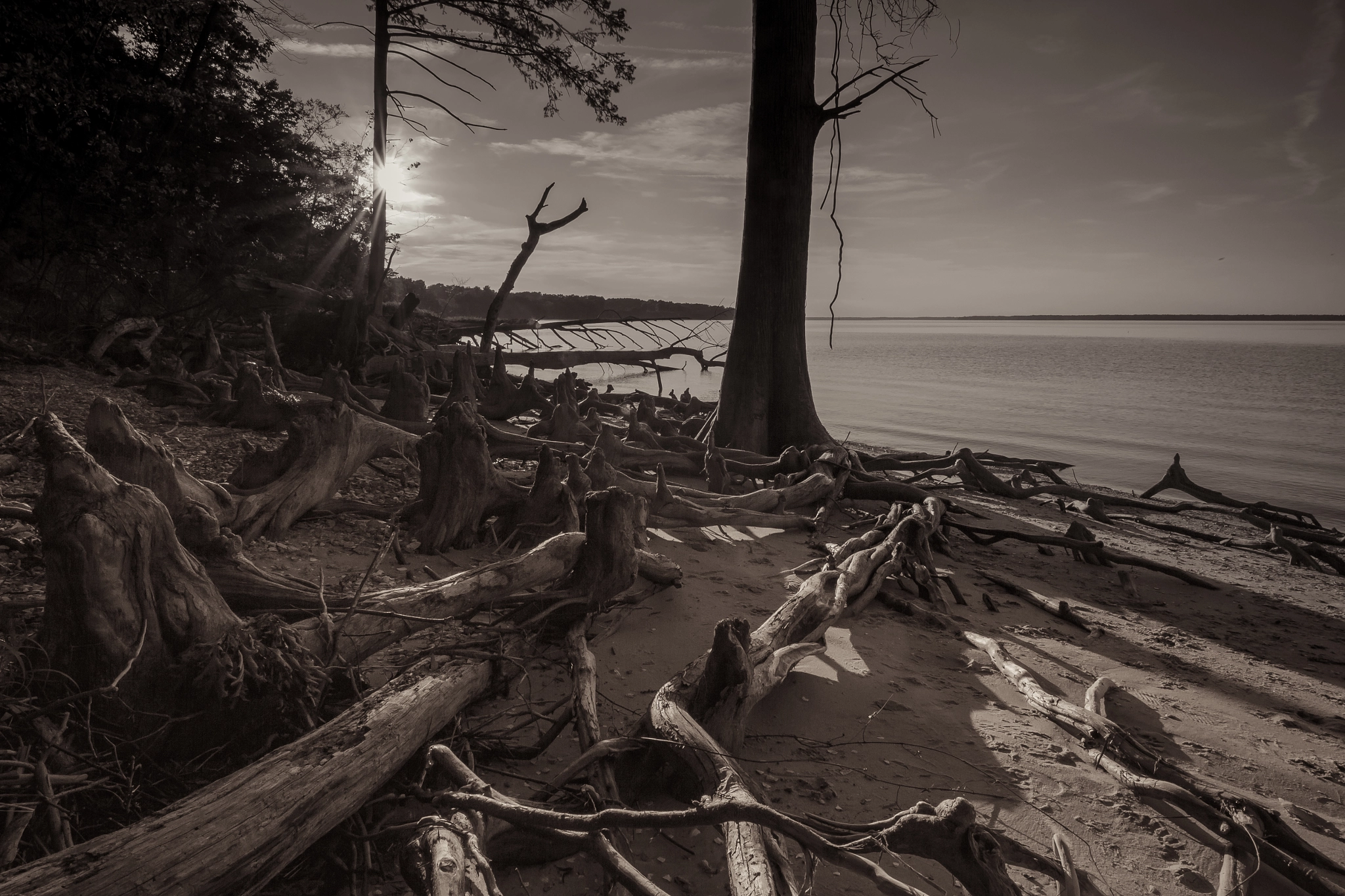 Canon EOS 550D (EOS Rebel T2i / EOS Kiss X4) sample photo. Cypress knees and trees meet the sea photography