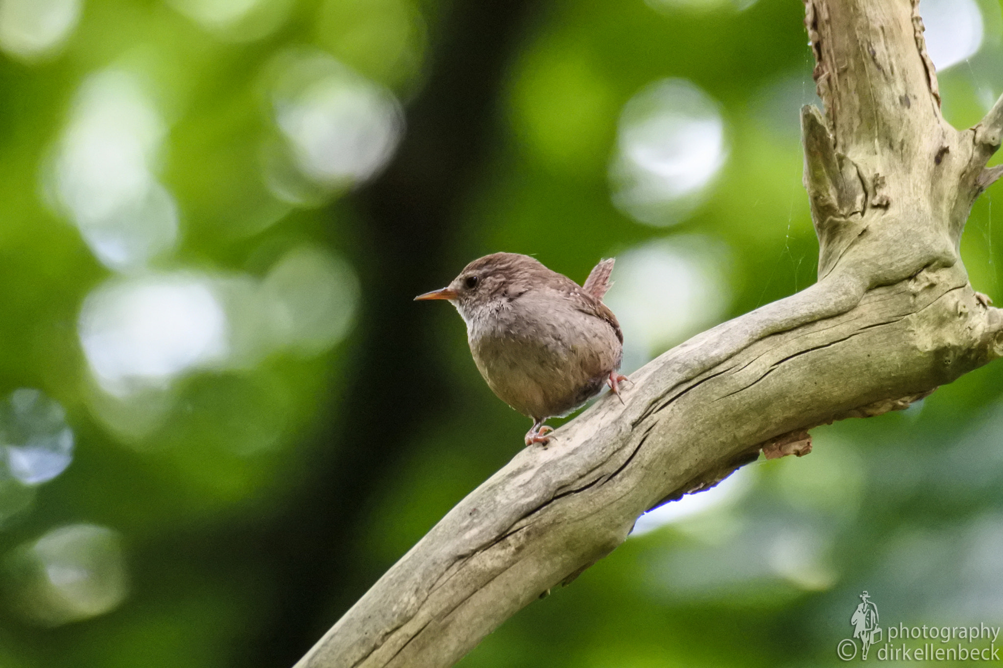 Nikon 1 J5 + Nikon 1 Nikkor VR 70-300mm F4.5-5.6 sample photo. Zaunkönig auf ast photography