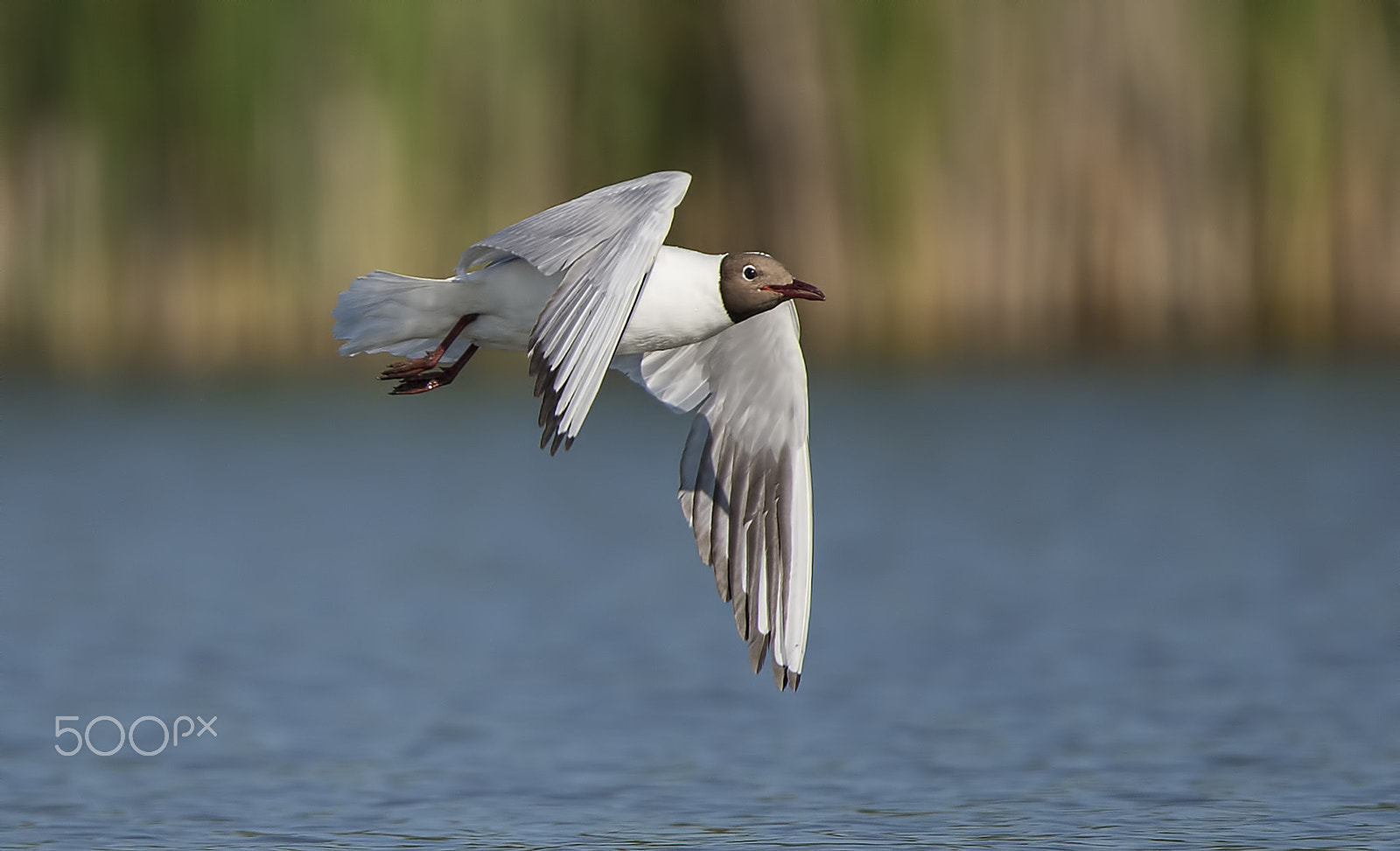 Nikon D600 sample photo. Flying is freeing photography