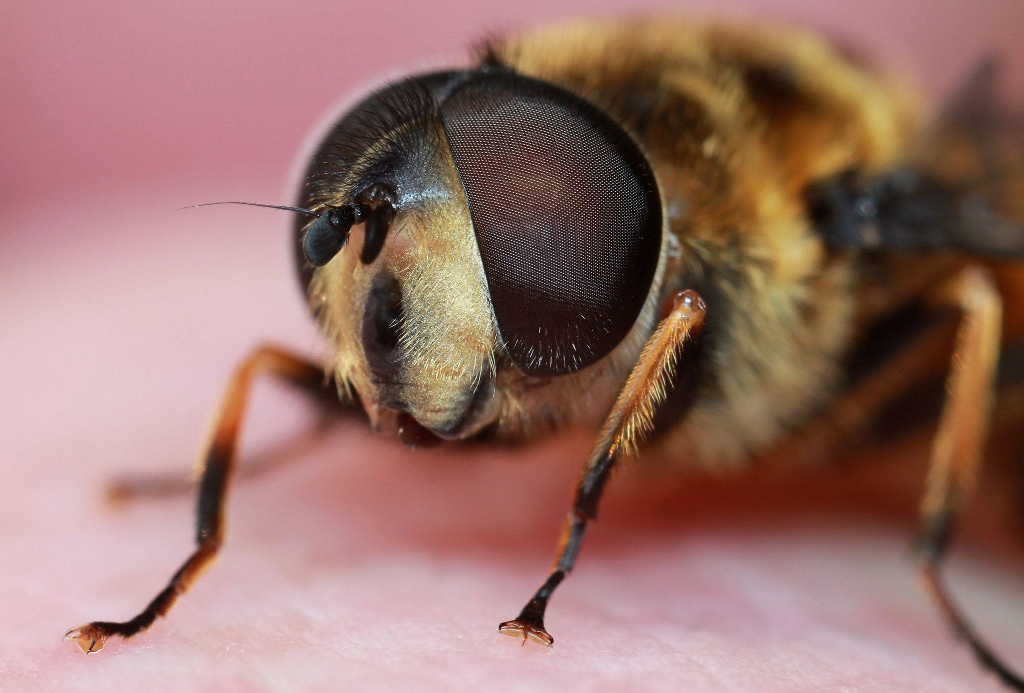 Canon MP-E 65mm F2.5 1-5x Macro Photo sample photo. That dronefly photography