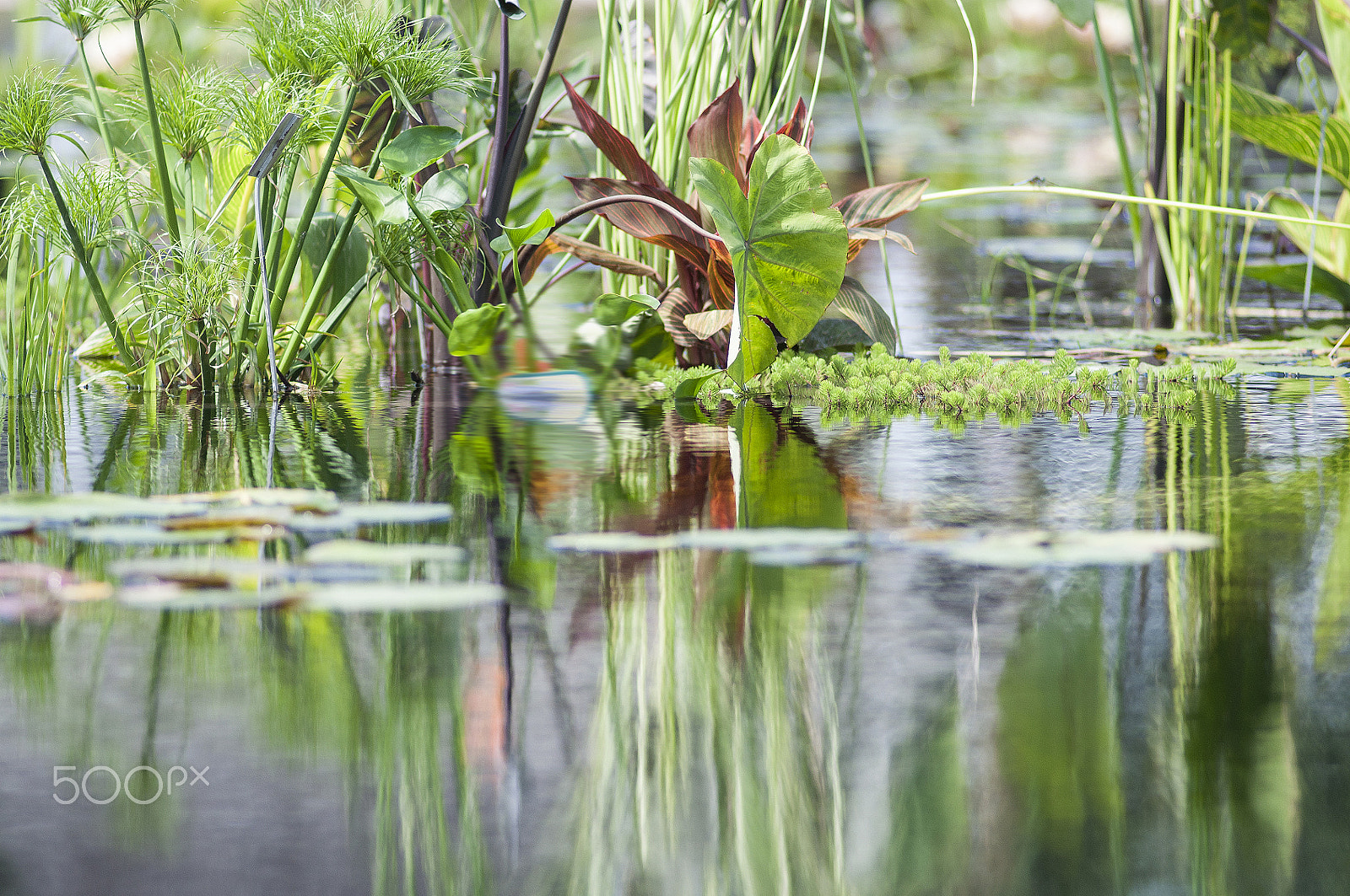 Nikon D90 + Nikon AF Nikkor 180mm F2.8D ED-IF sample photo. Pond photography