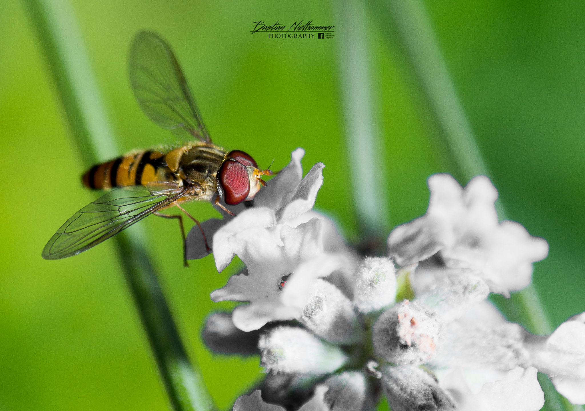 Tokina EMZ M100 AF 100mm F3.5 sample photo. Garden shooting on sunday photography