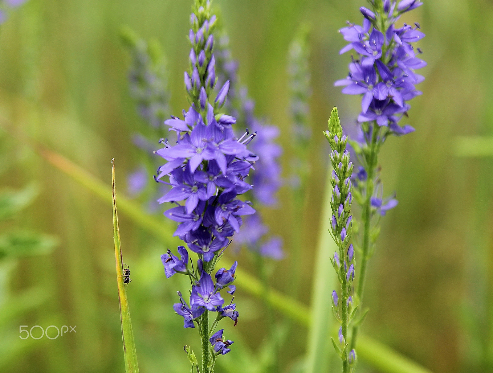 Sigma 17-70mm F2.8-4 DC Macro OS HSM sample photo. Wrong way photography