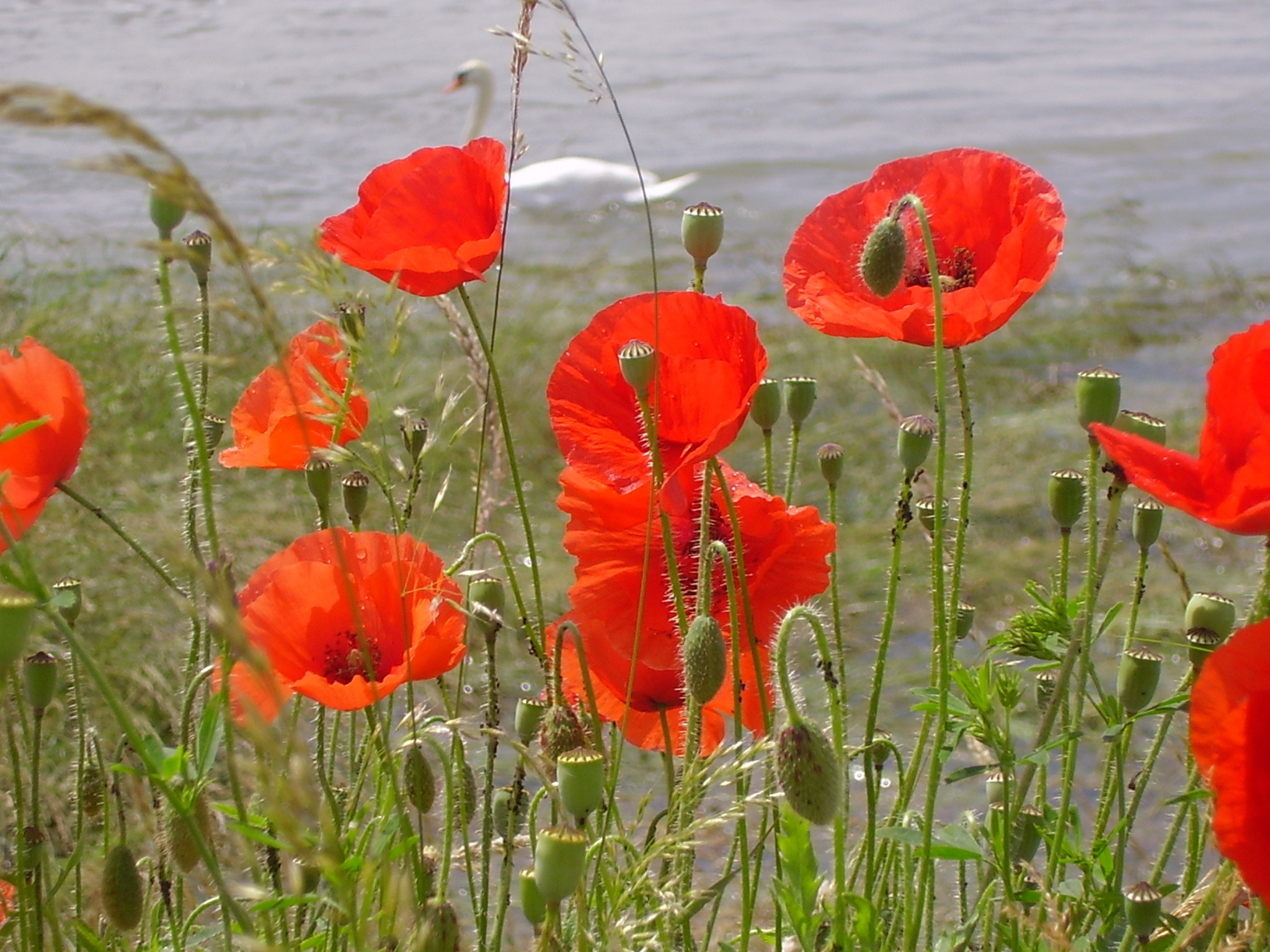 Olympus X450,D535Z,C370Z sample photo. <3 ~~~ flower photography
