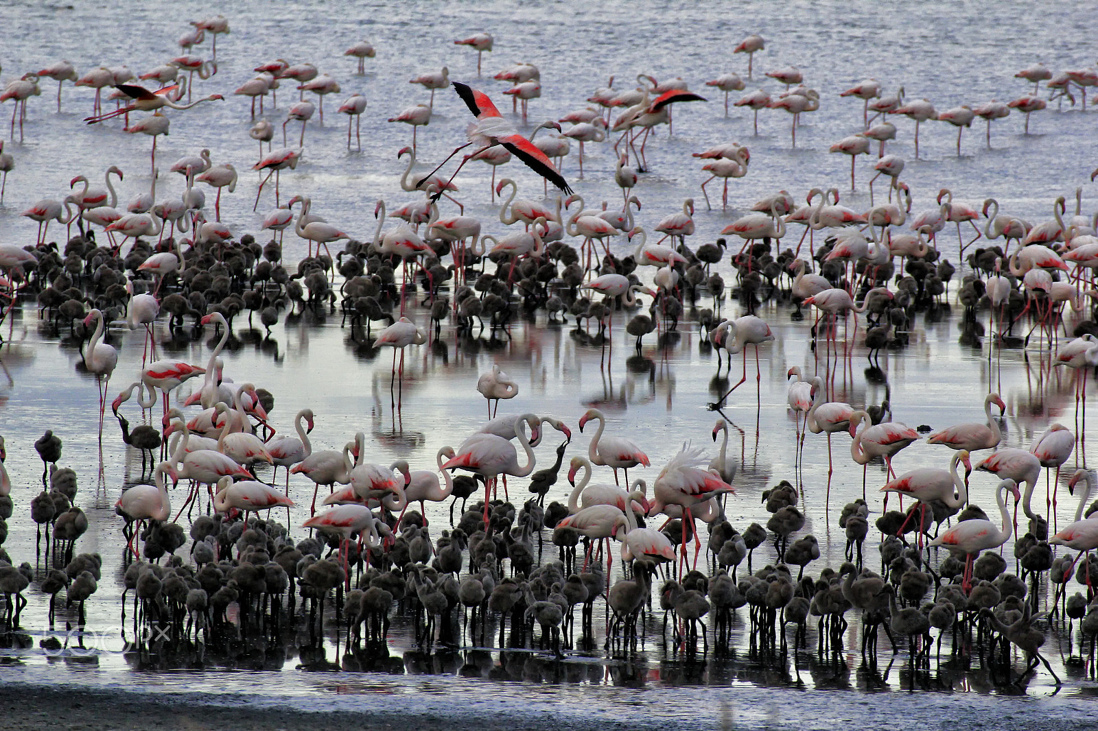 Canon EOS 60D + Canon EF 100-400mm F4.5-5.6L IS USM sample photo. Flamingos in cagliari photography