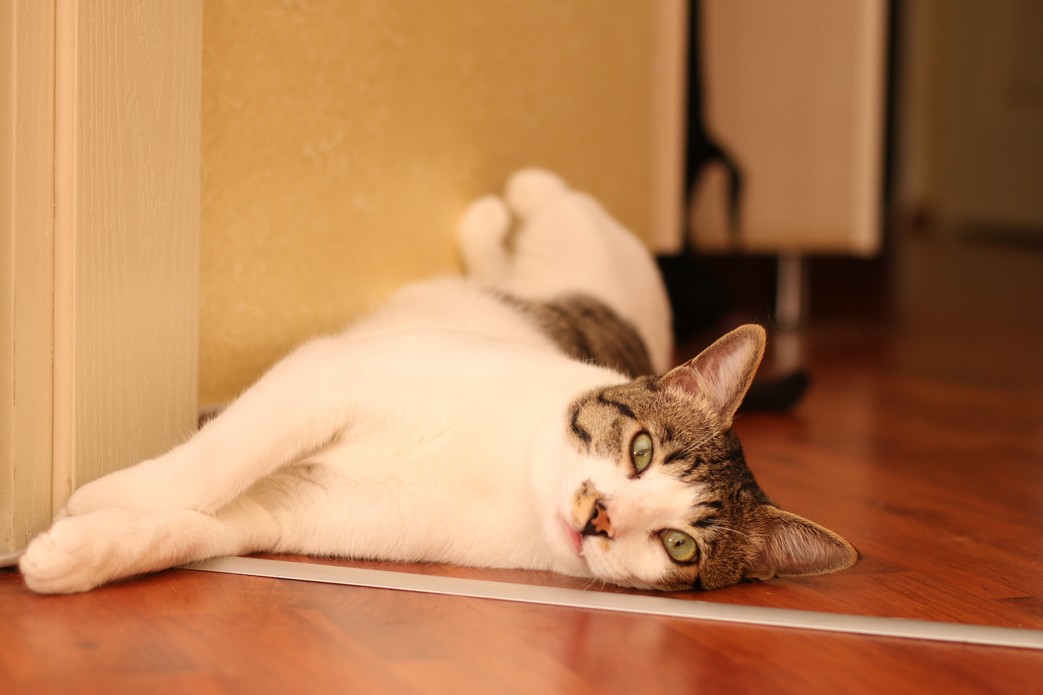 Canon EF 22-55mm f/4-5.6 USM sample photo. Let's sleep... photography