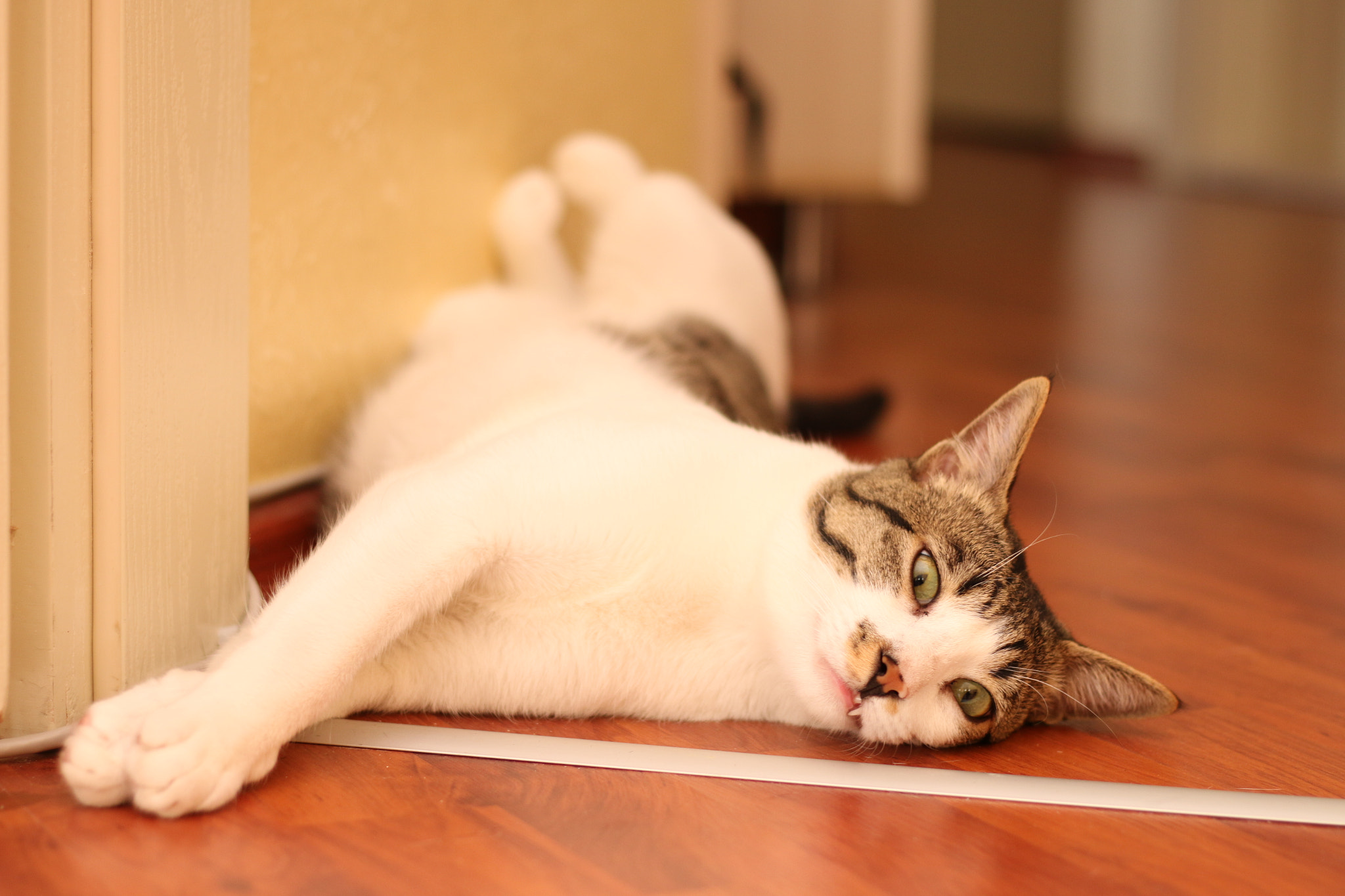 Canon EF 22-55mm f/4-5.6 USM sample photo. Relax at home... photography